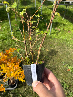 HELWINGA japonica