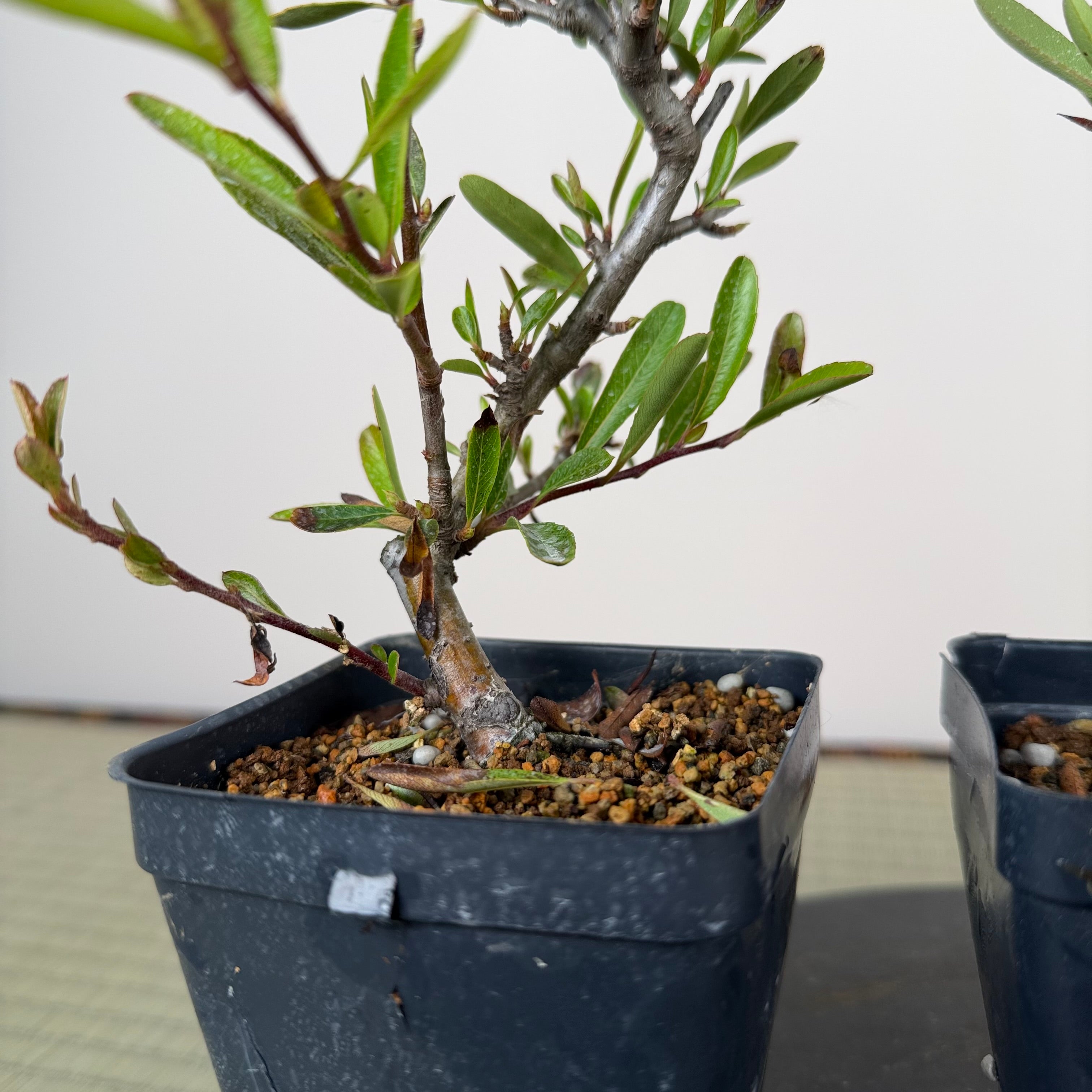 Pyracantha angustifolia (red or orange)