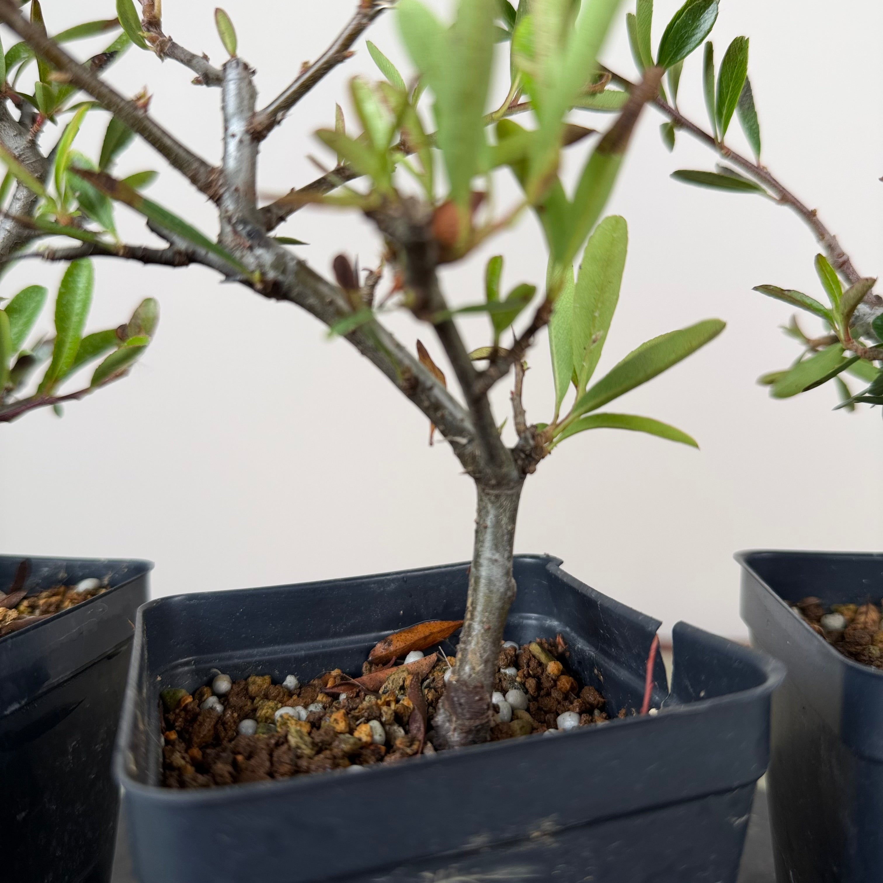 Pyracantha angustifolia (red or orange)