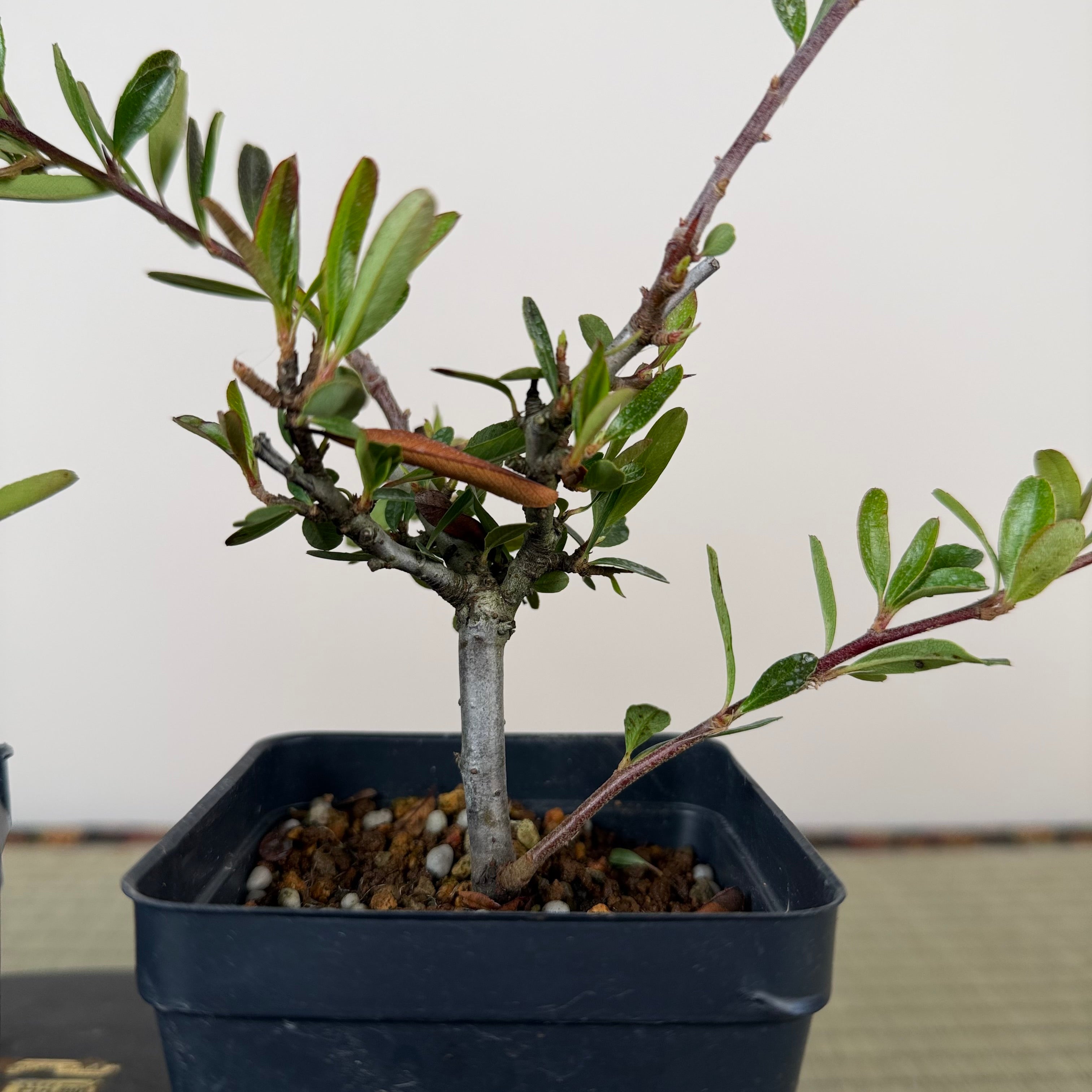 Pyracantha angustifolia (red or orange)