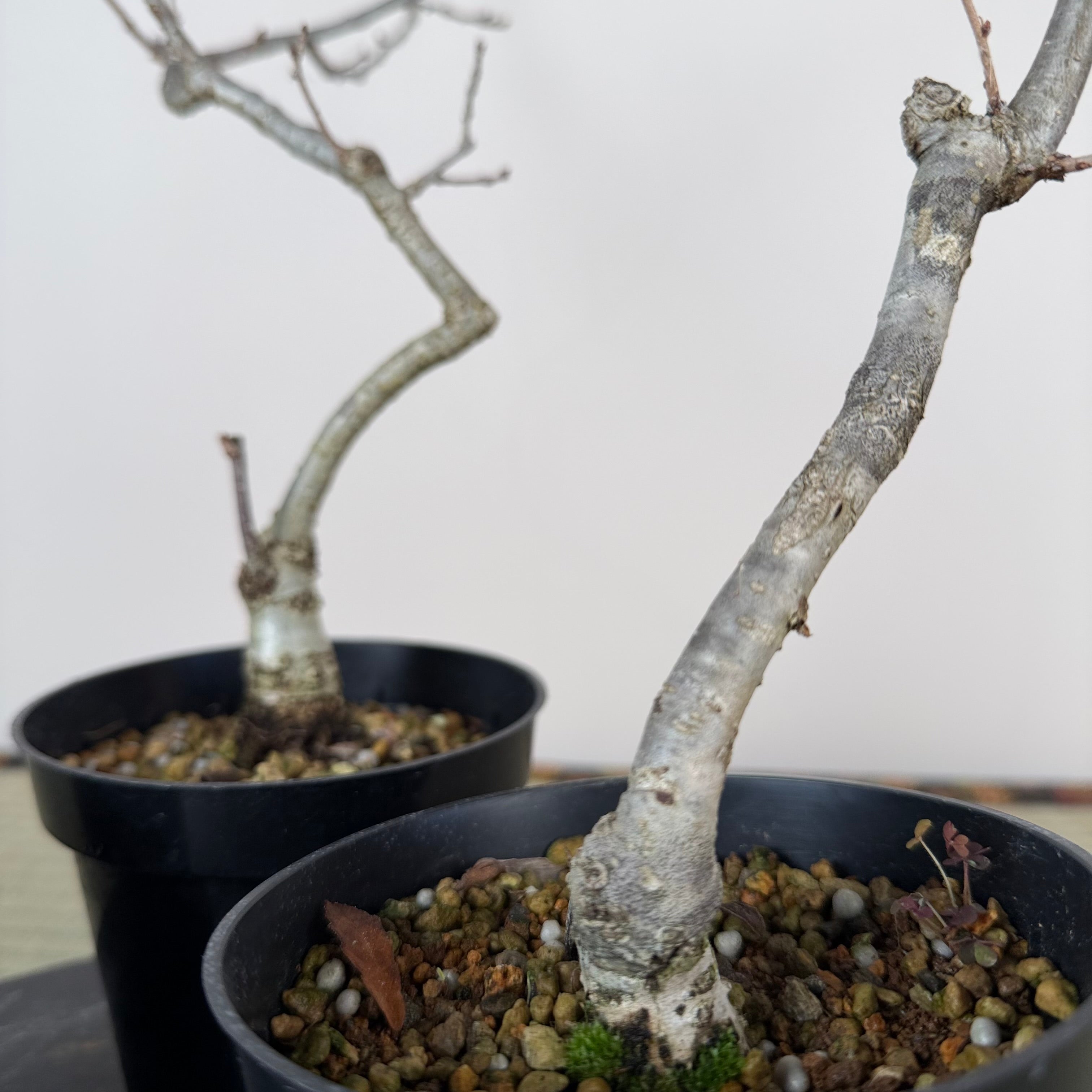 Quercus serrata (pruned)