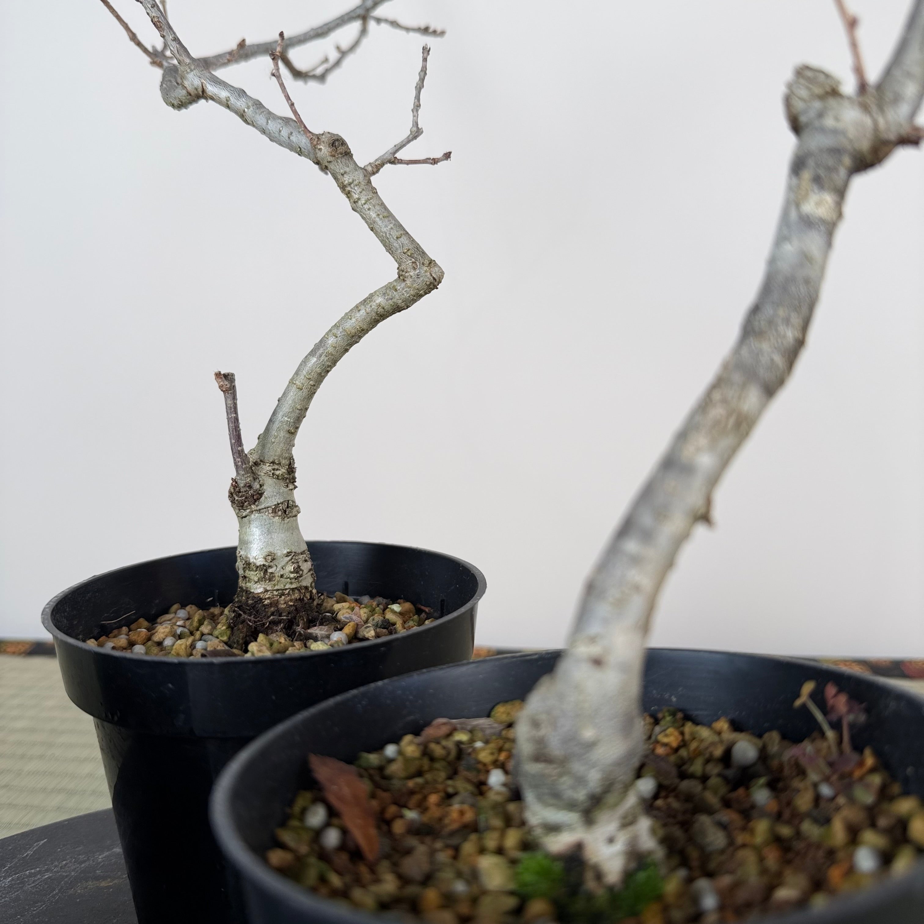 Quercus serrata (pruned)