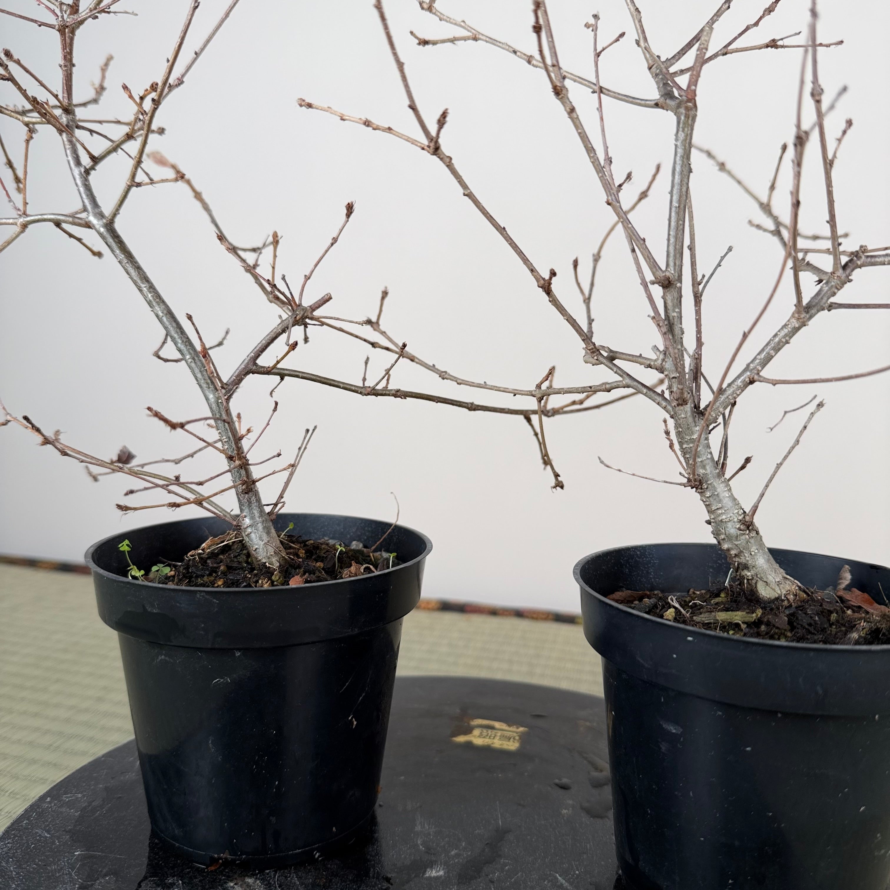 Quercus serrata (un-pruned)