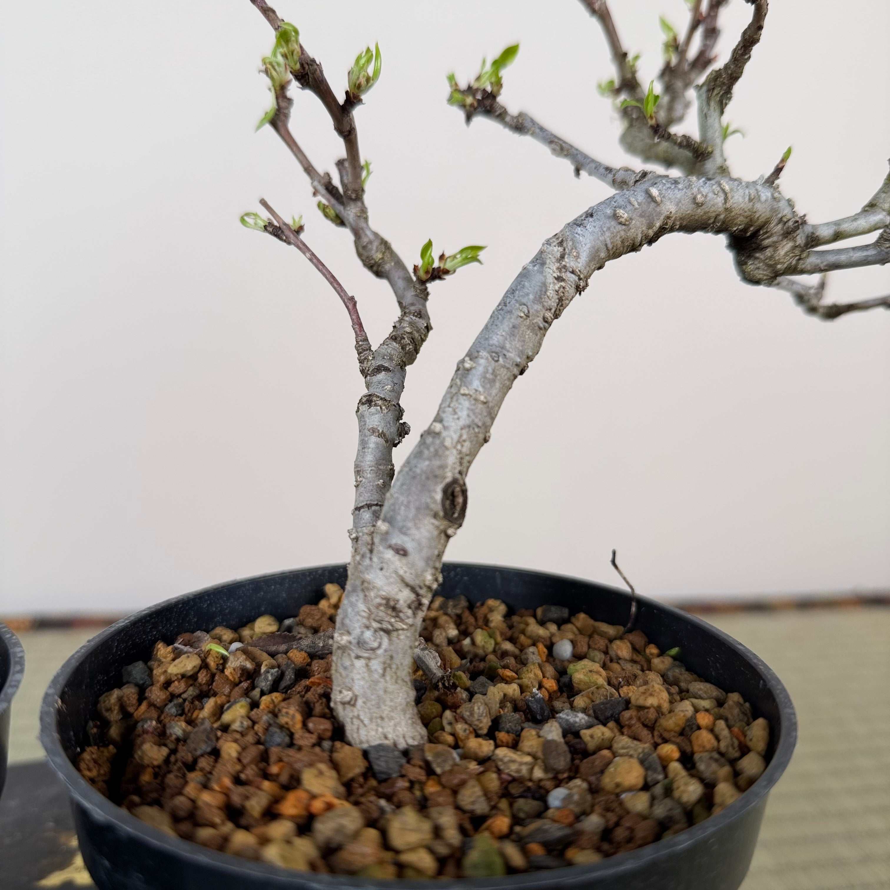 Pyrus ussuriensis (nain)