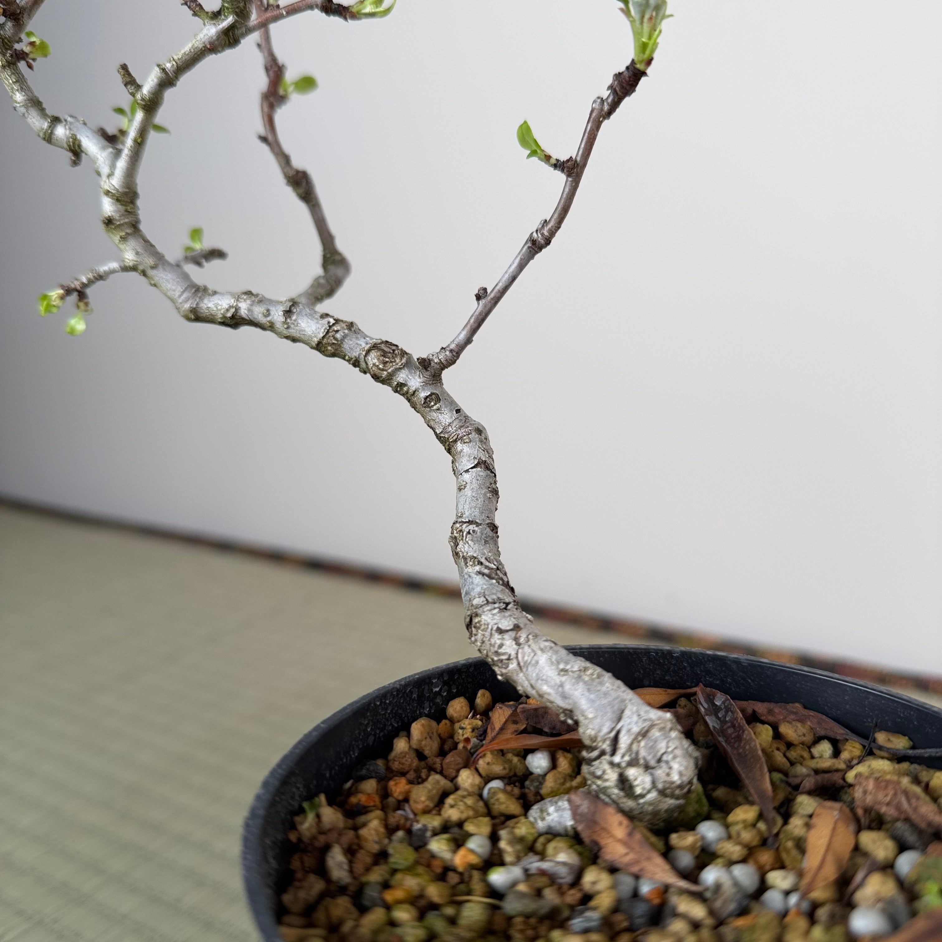 Pyrus ussuriensis (nain)