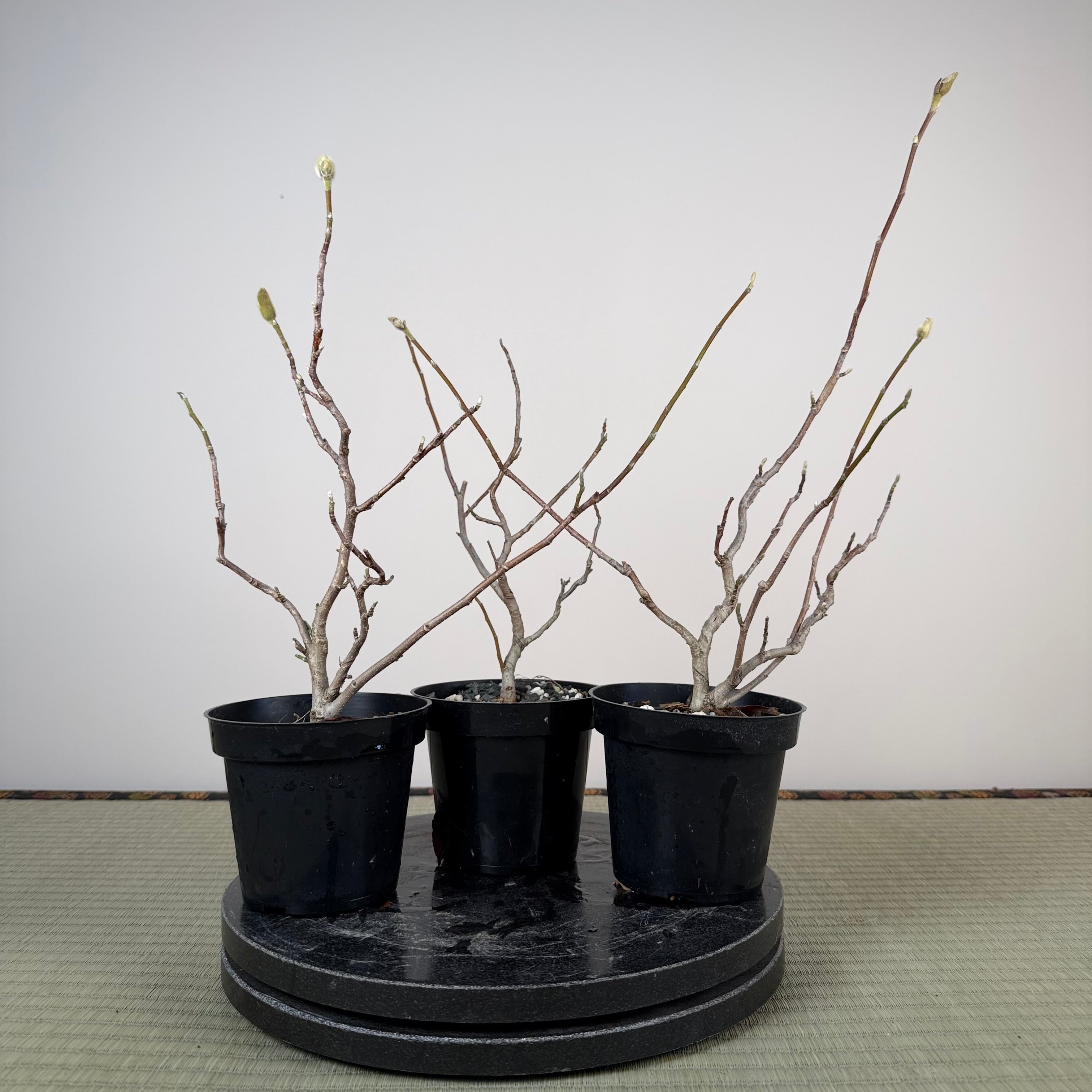 Magnolia (white/pink flower)