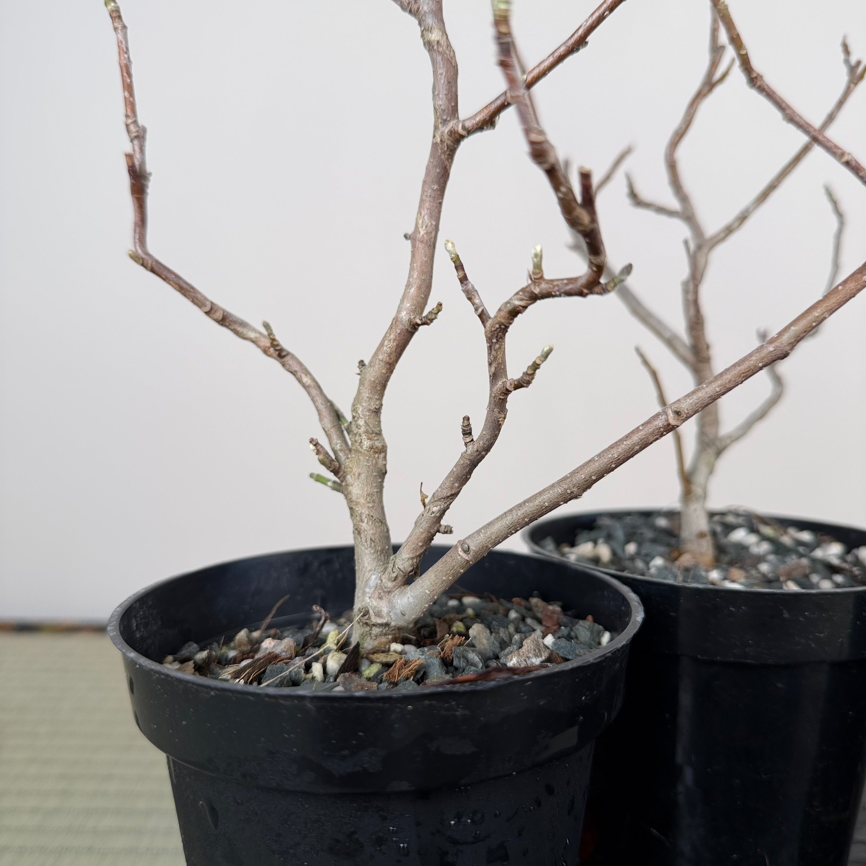 Magnolia (white/pink flower)