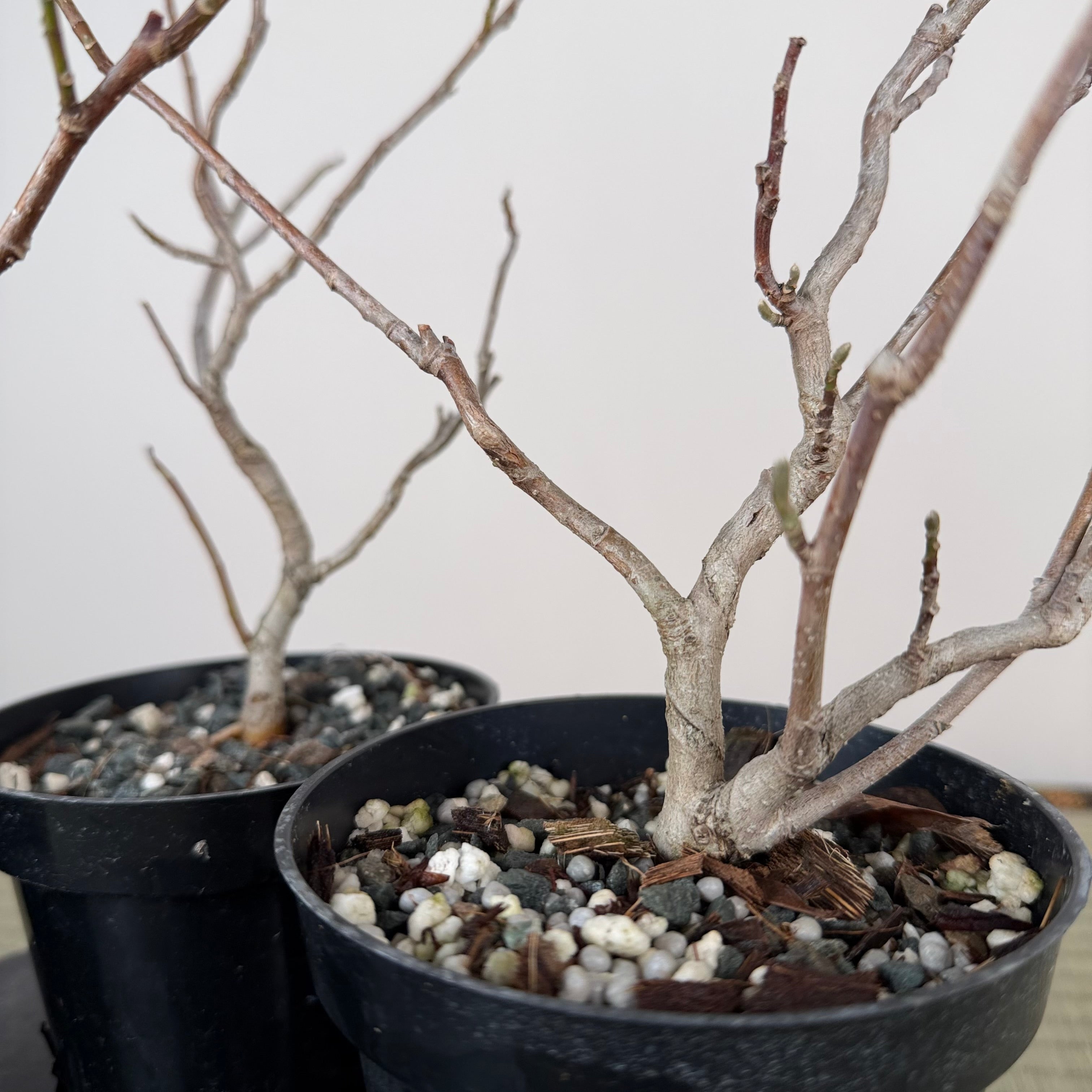 Magnolia (white/pink flower)