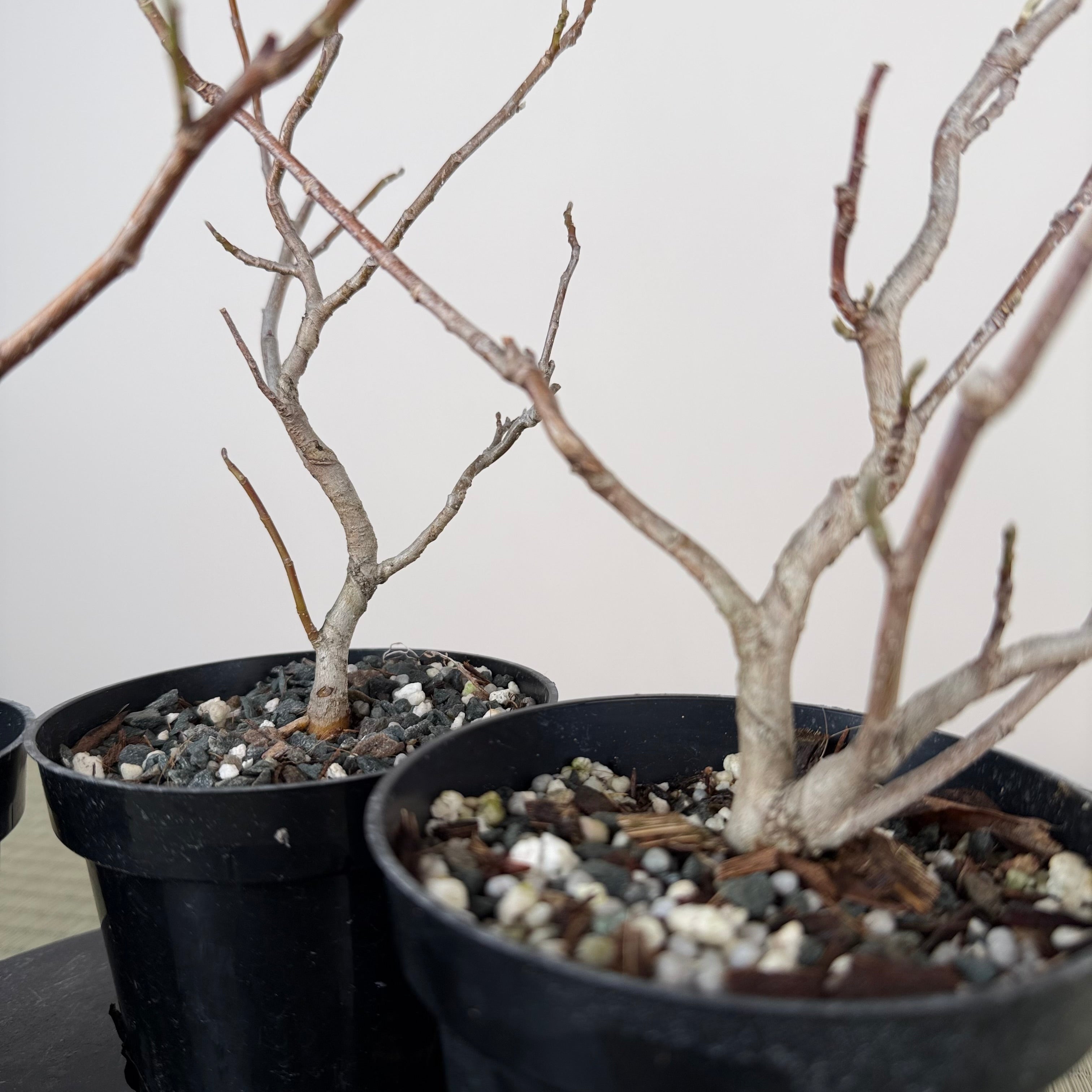 Magnolia (white/pink flower)