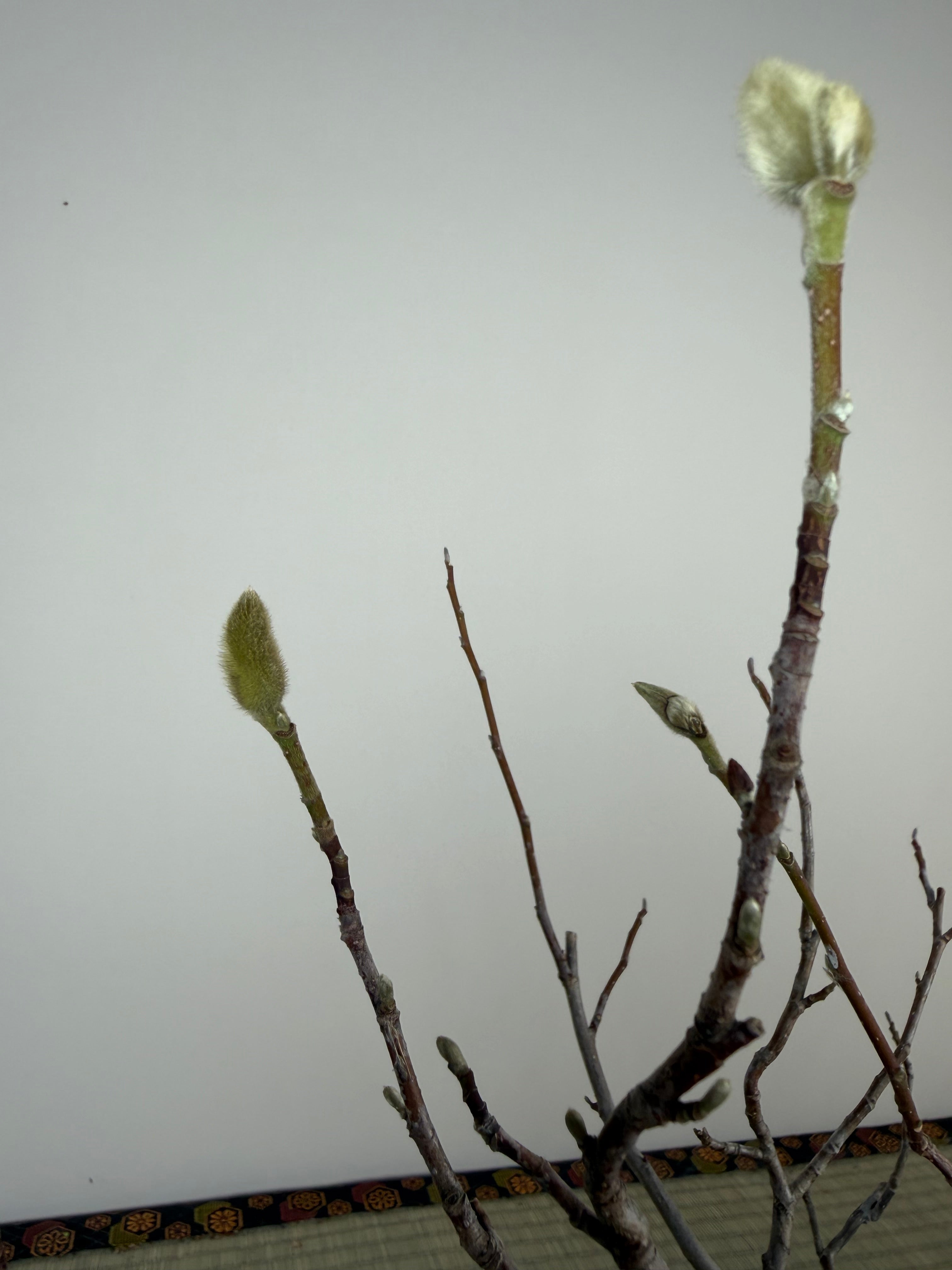 Magnolia (white/pink flower)
