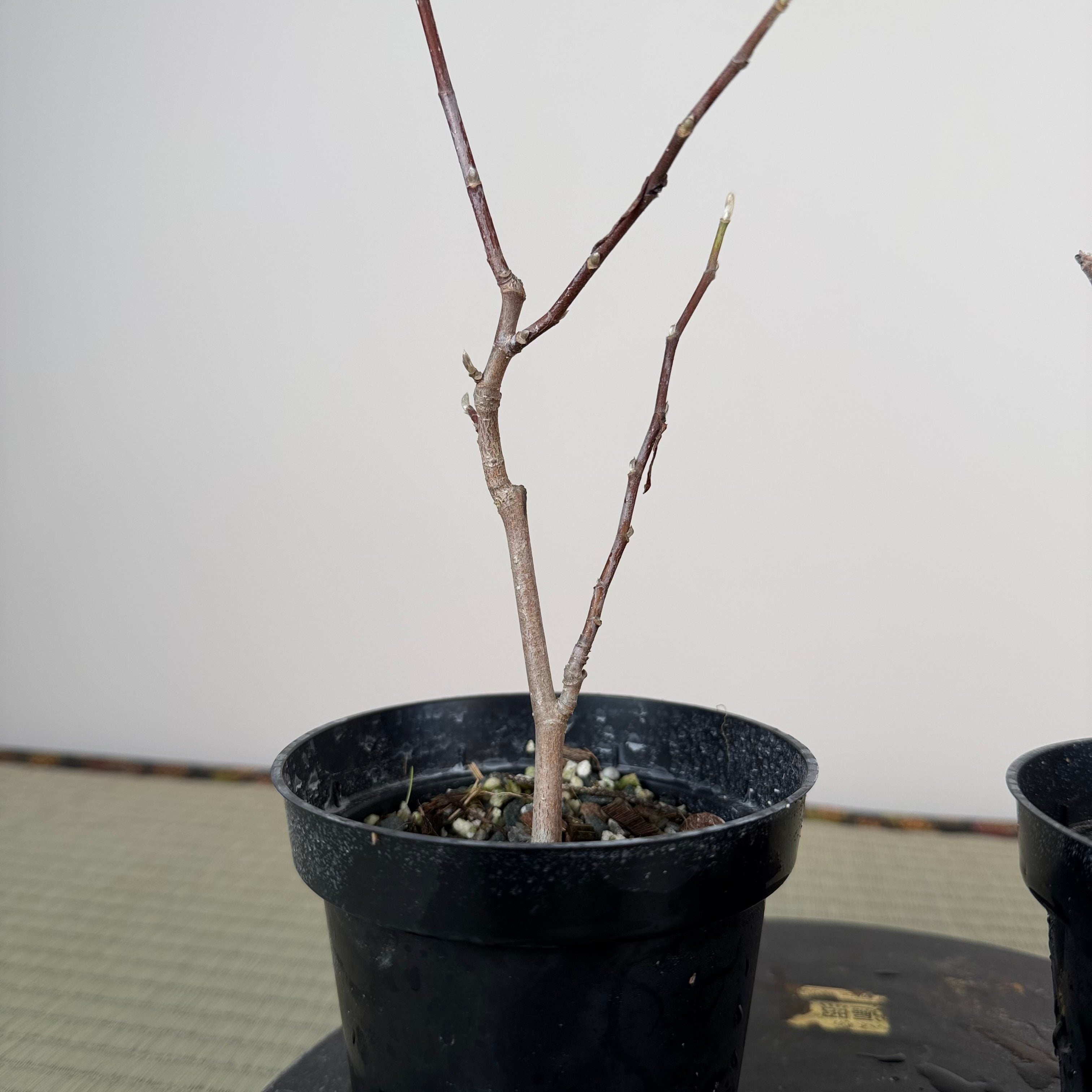 Magnolia kobus (nain)