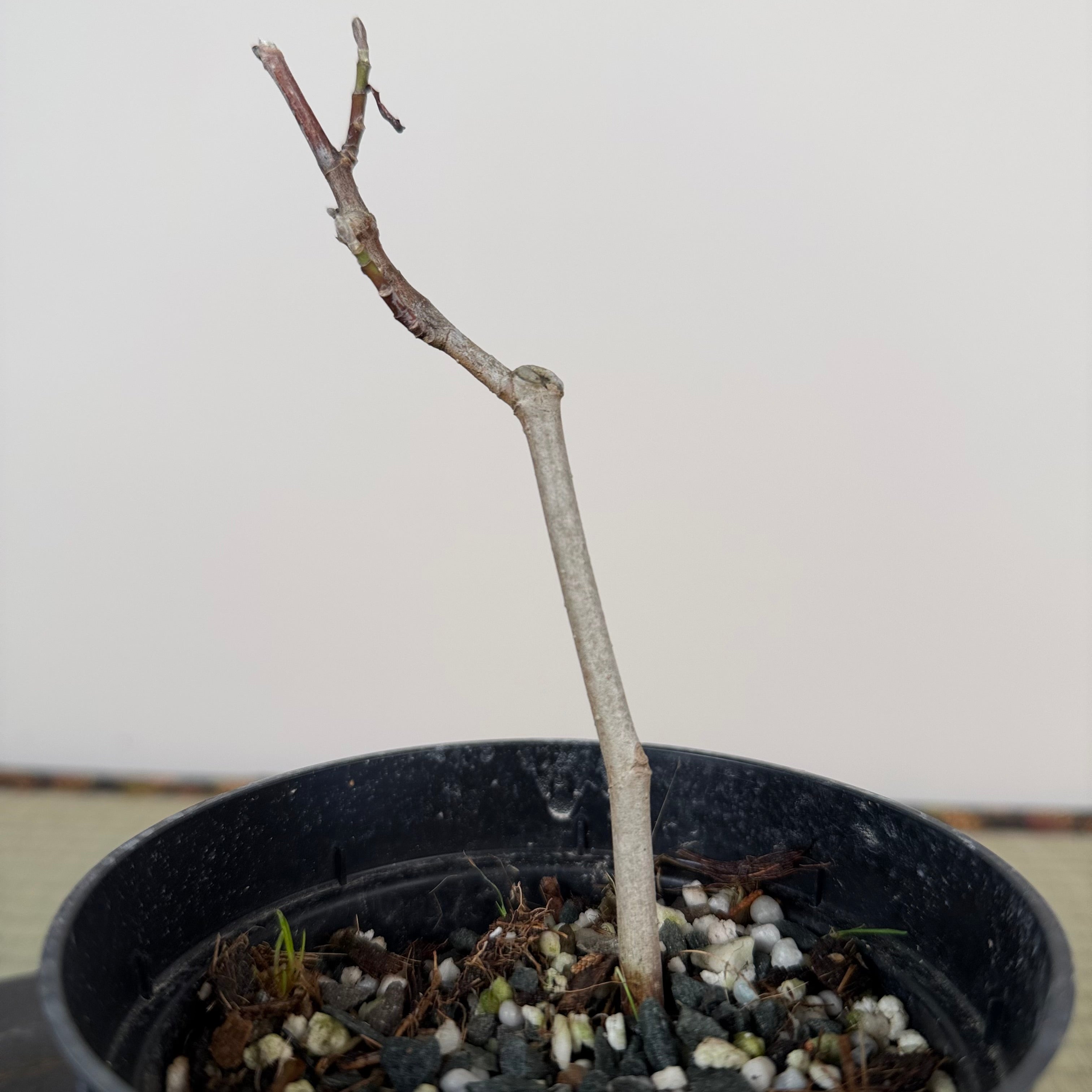 Magnolia kobus (nain)