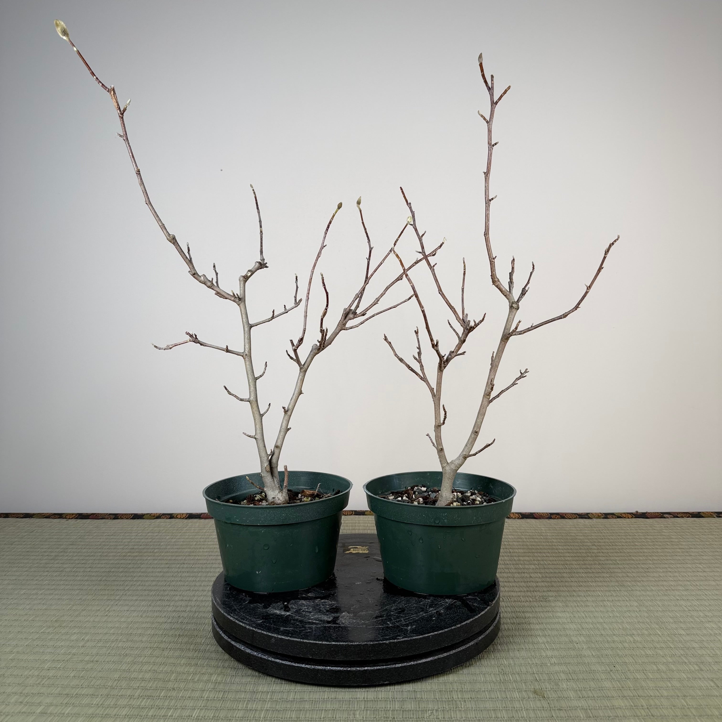 Magnolia (large; purple flower)