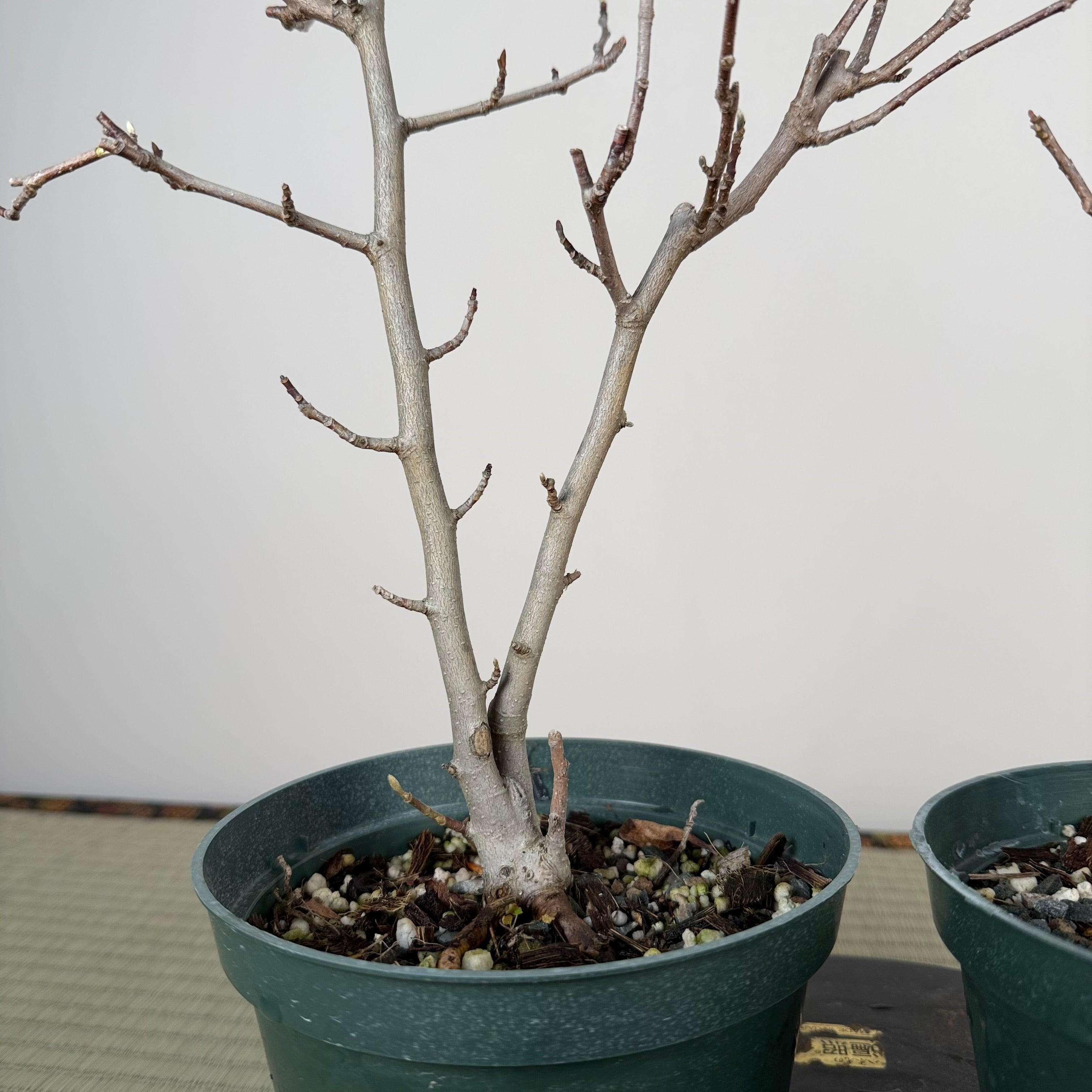 Magnolia (large; purple flower)