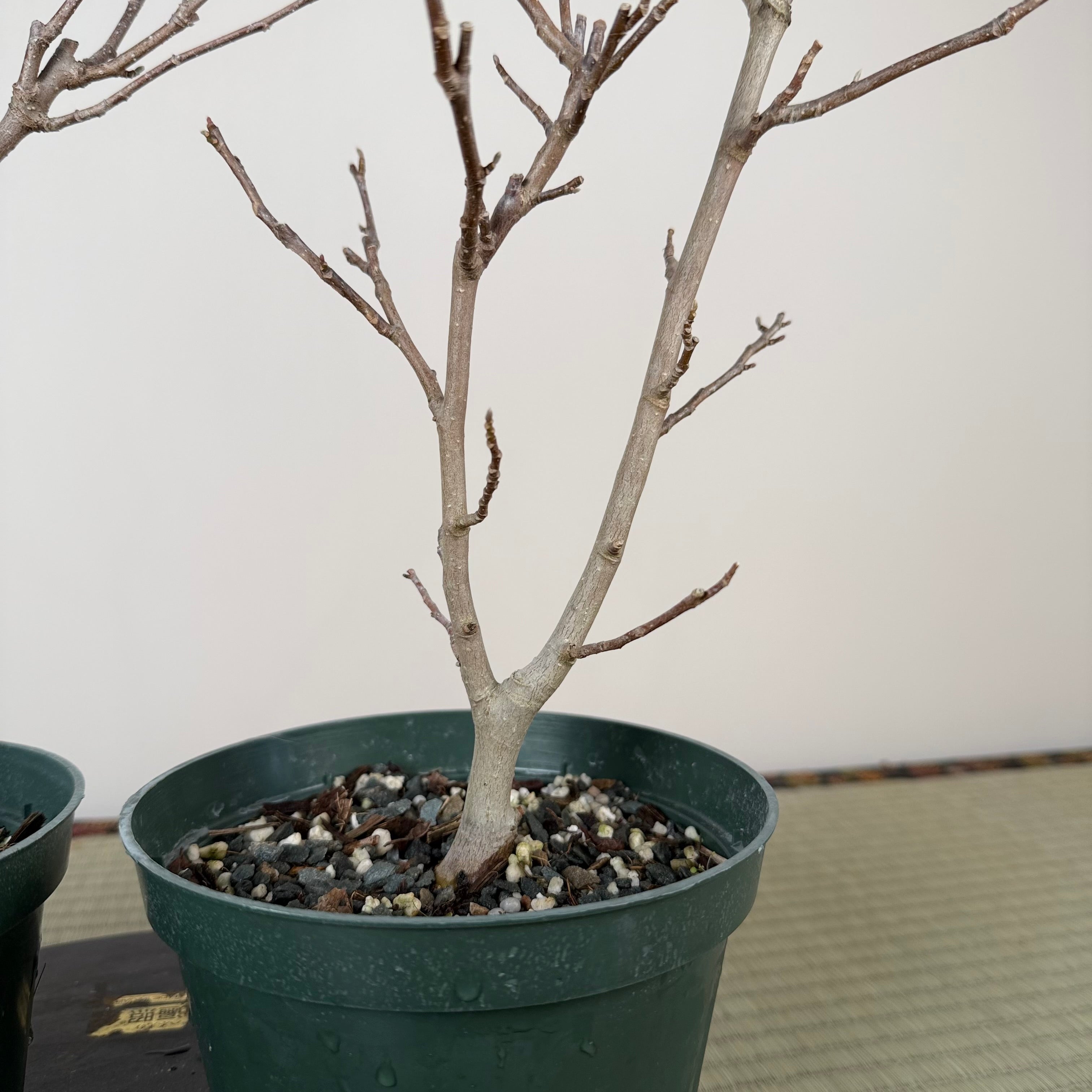 Magnolia (large; purple flower)