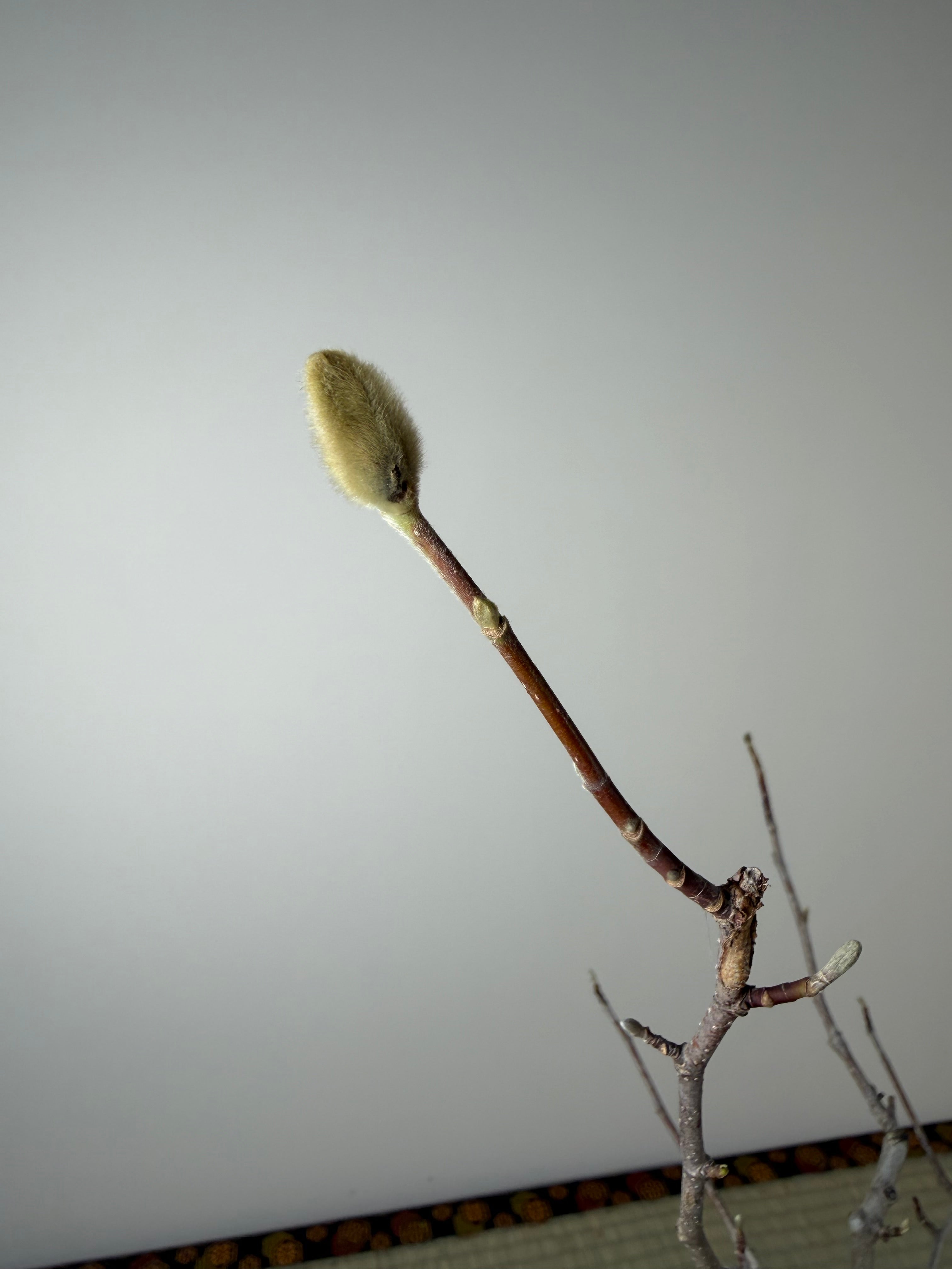 Magnolia (large; purple flower)