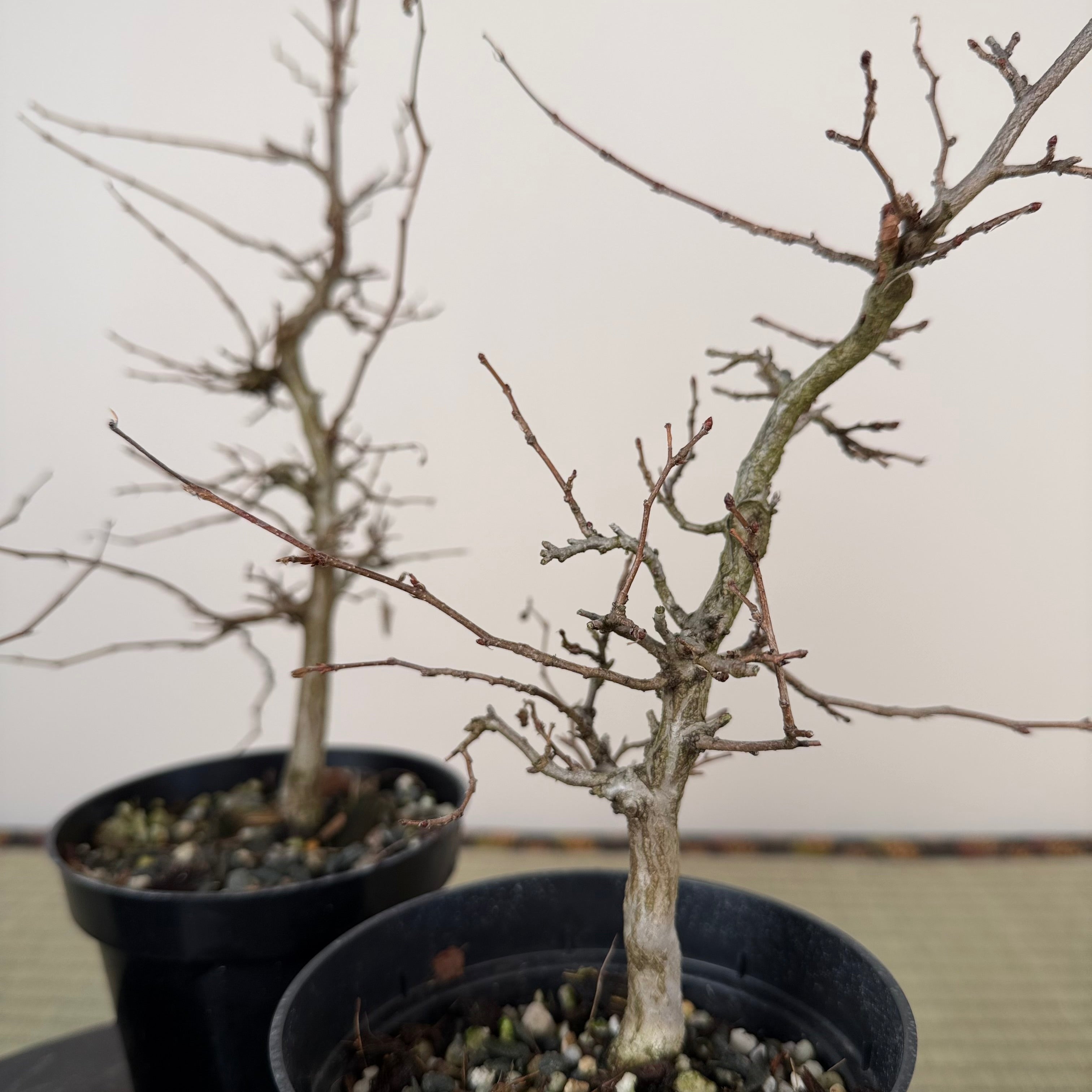 Carpinus turczaninowii