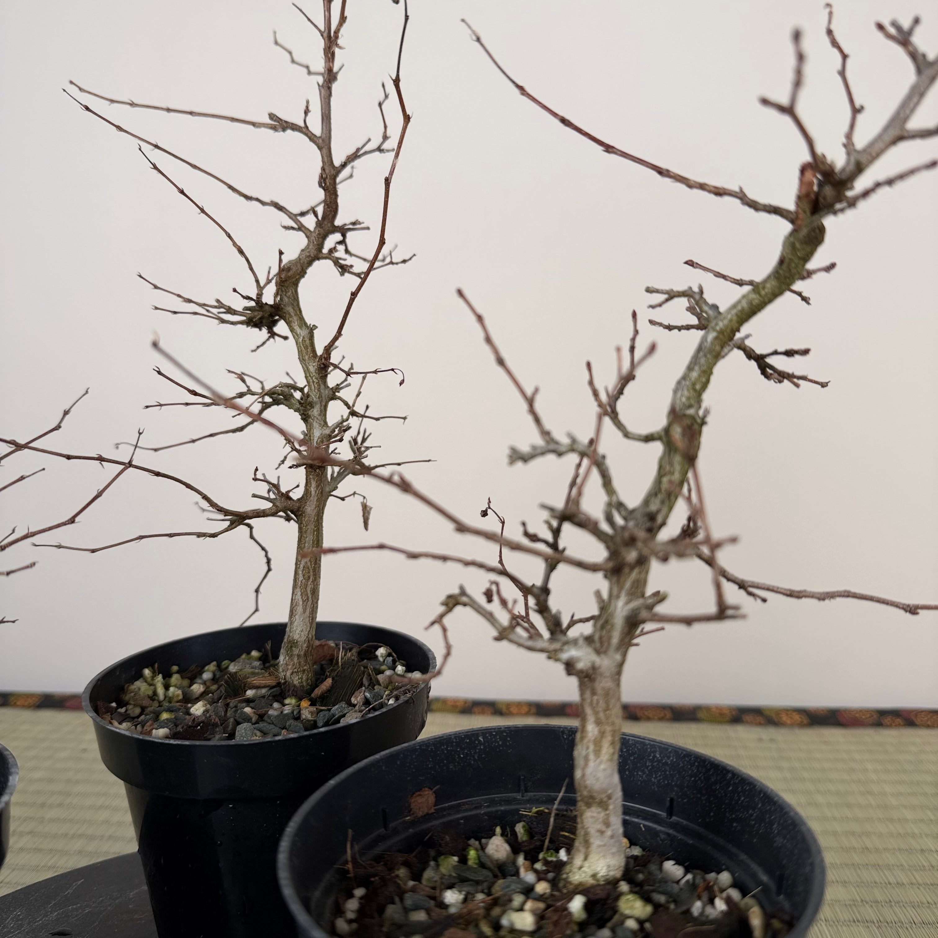 Carpinus turczaninowii