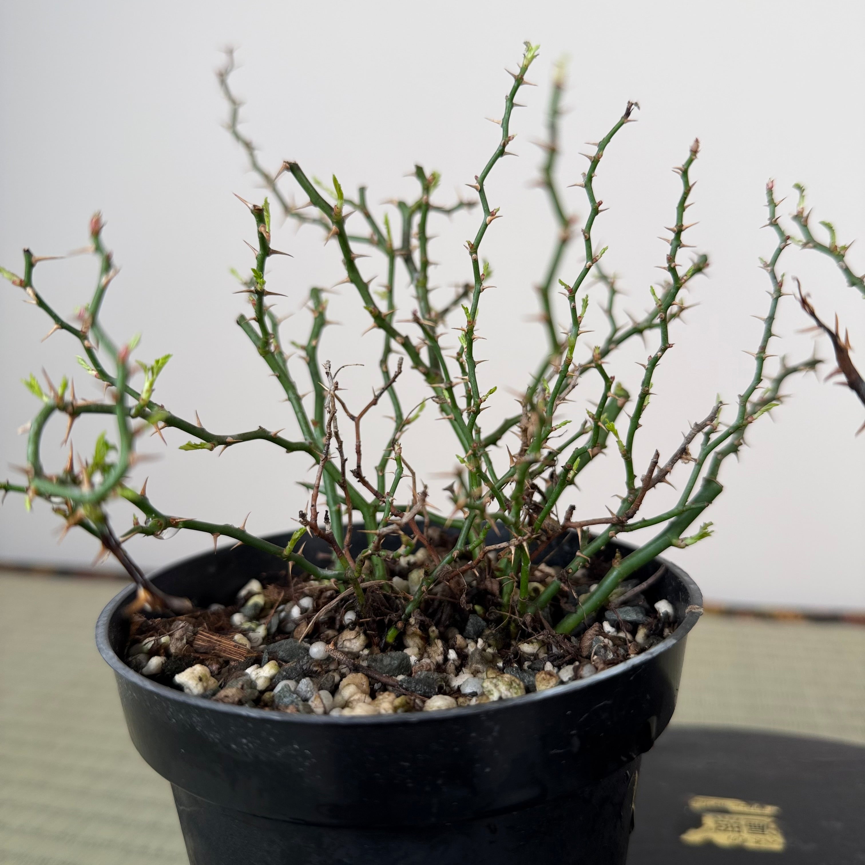 Rosa (blanc/rose) (moyen)