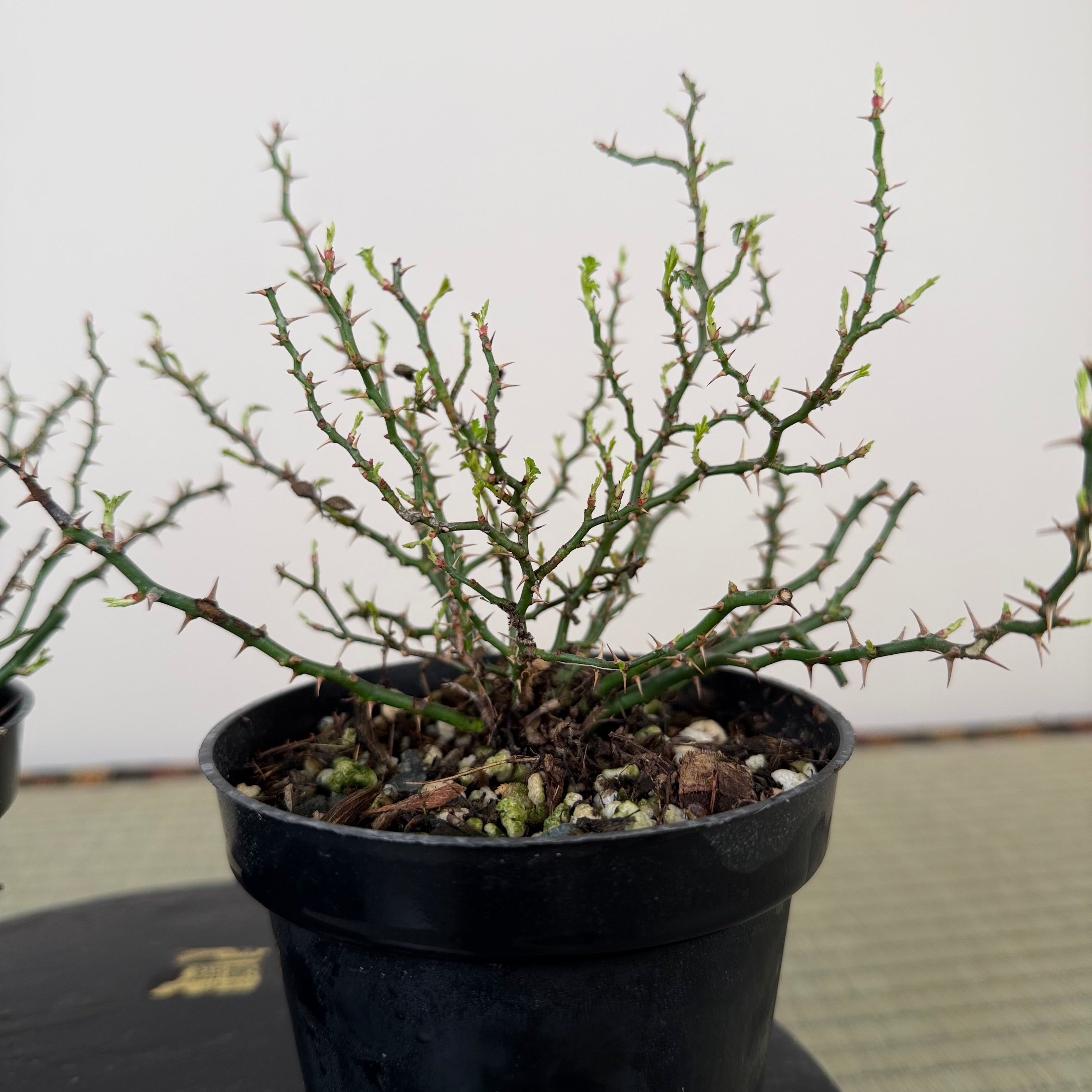 Rosa (blanc/rose) (moyen)