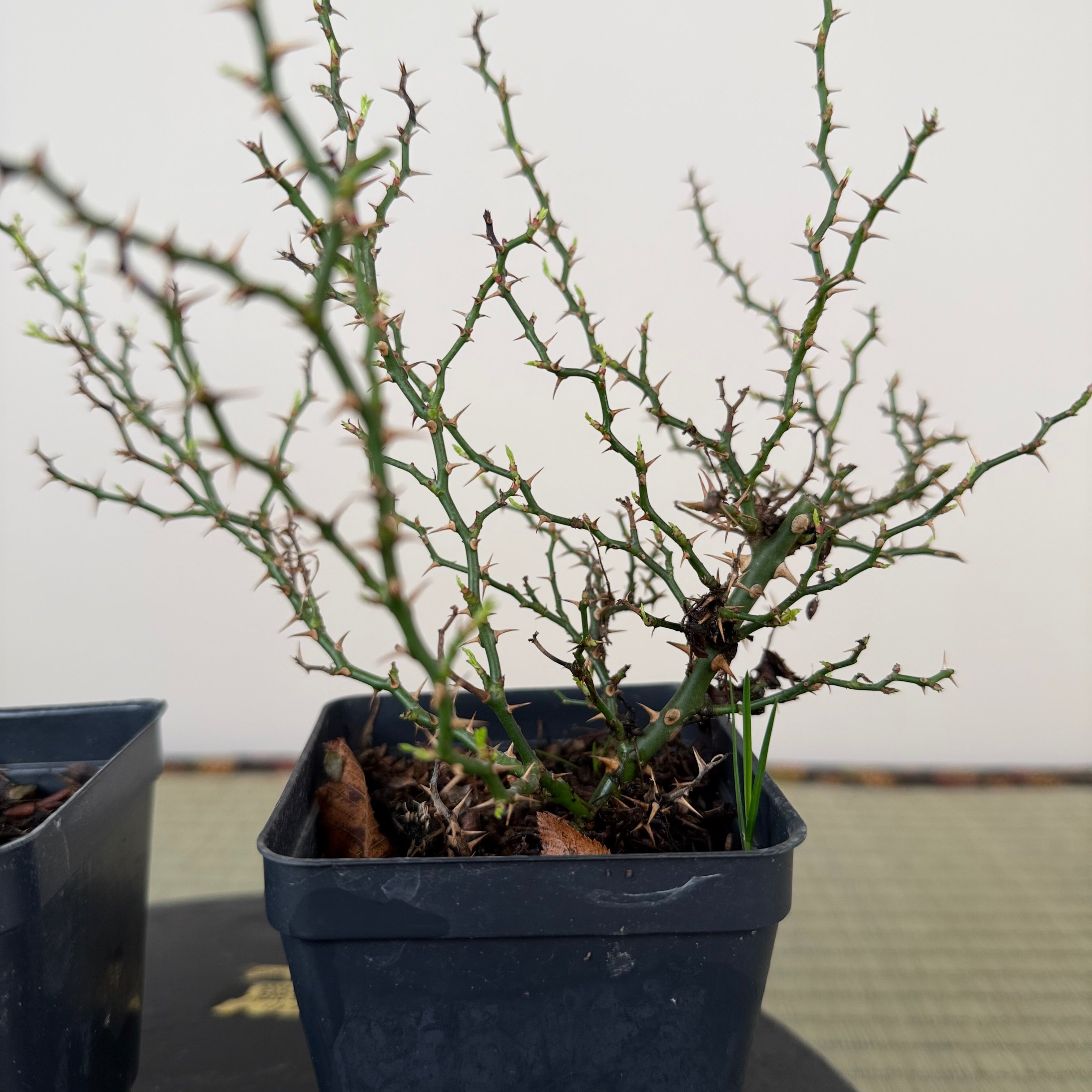 Rosa (blanc/rose) (moyen)