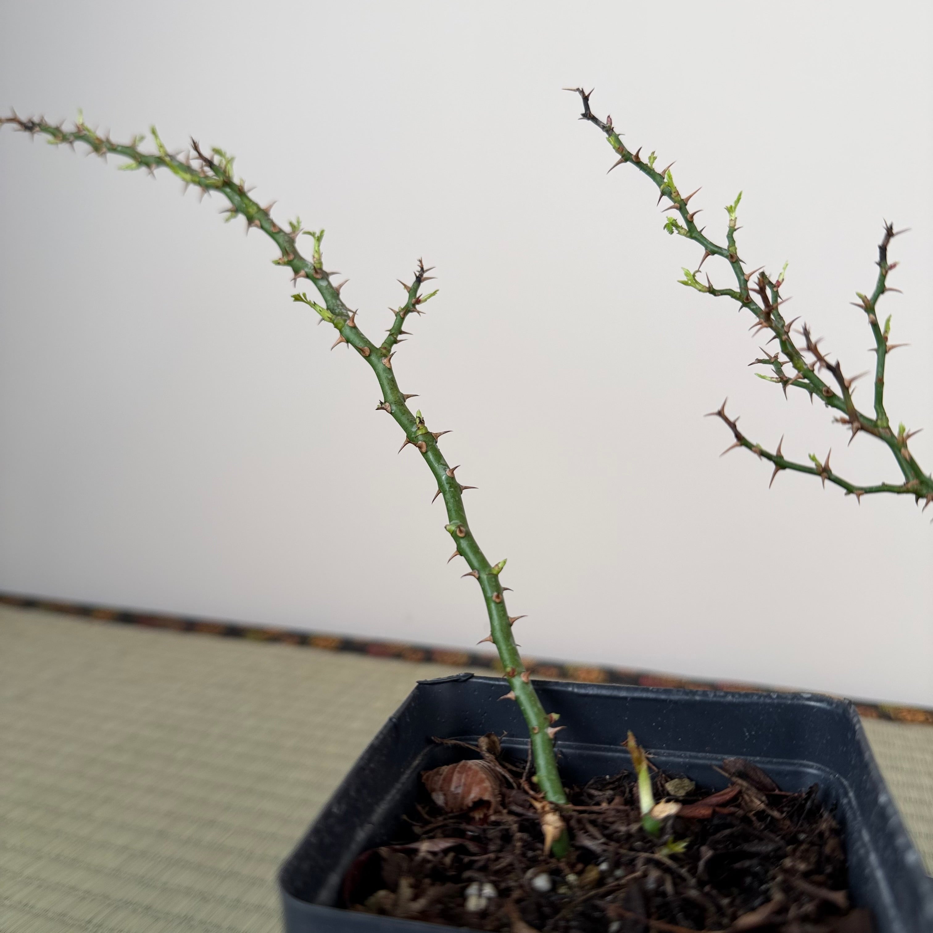 Rosa (blanc/rose) (moyen)