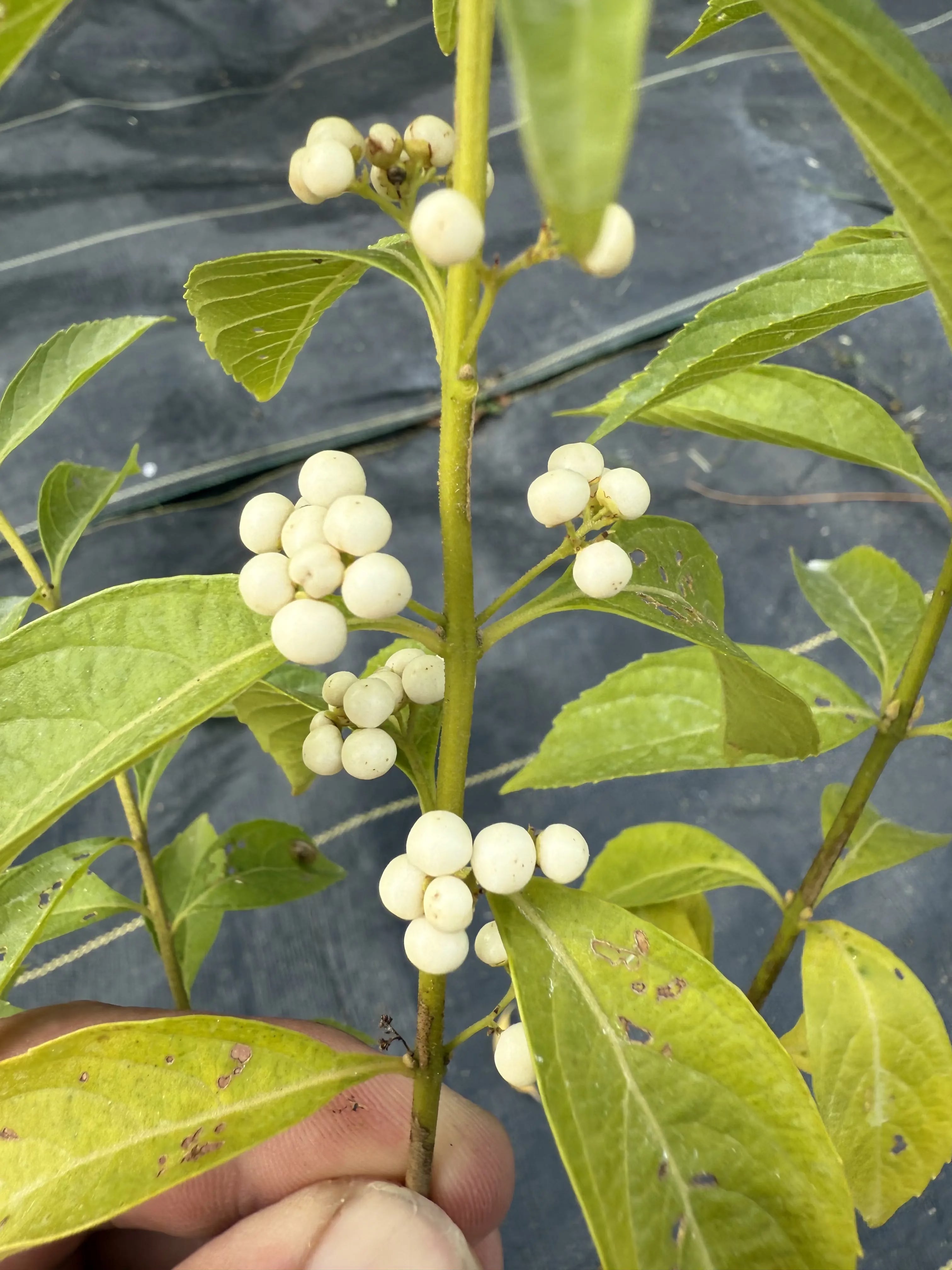 Callicarpa (White berries) Canada Bonsai