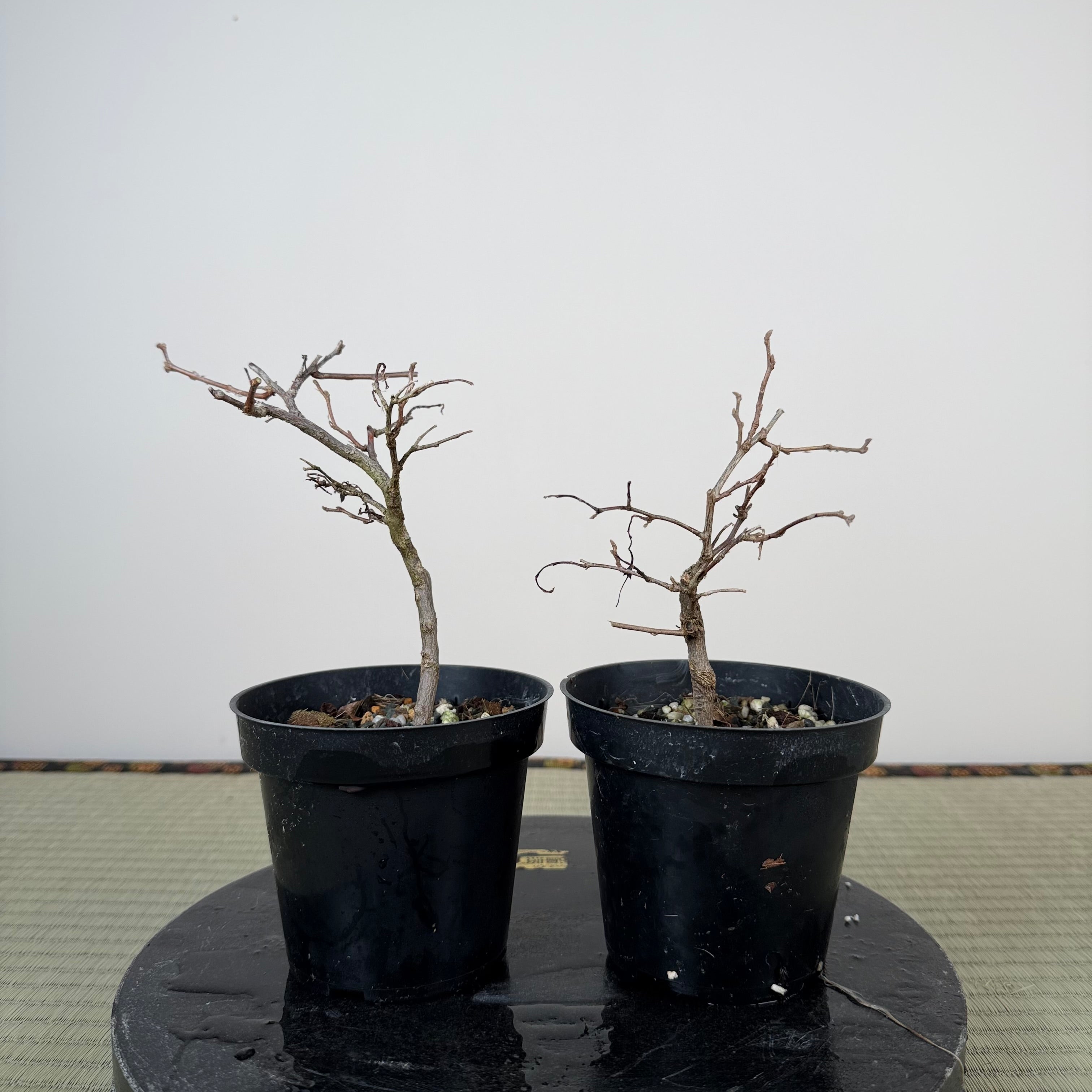Styrax japonicus (red flower)