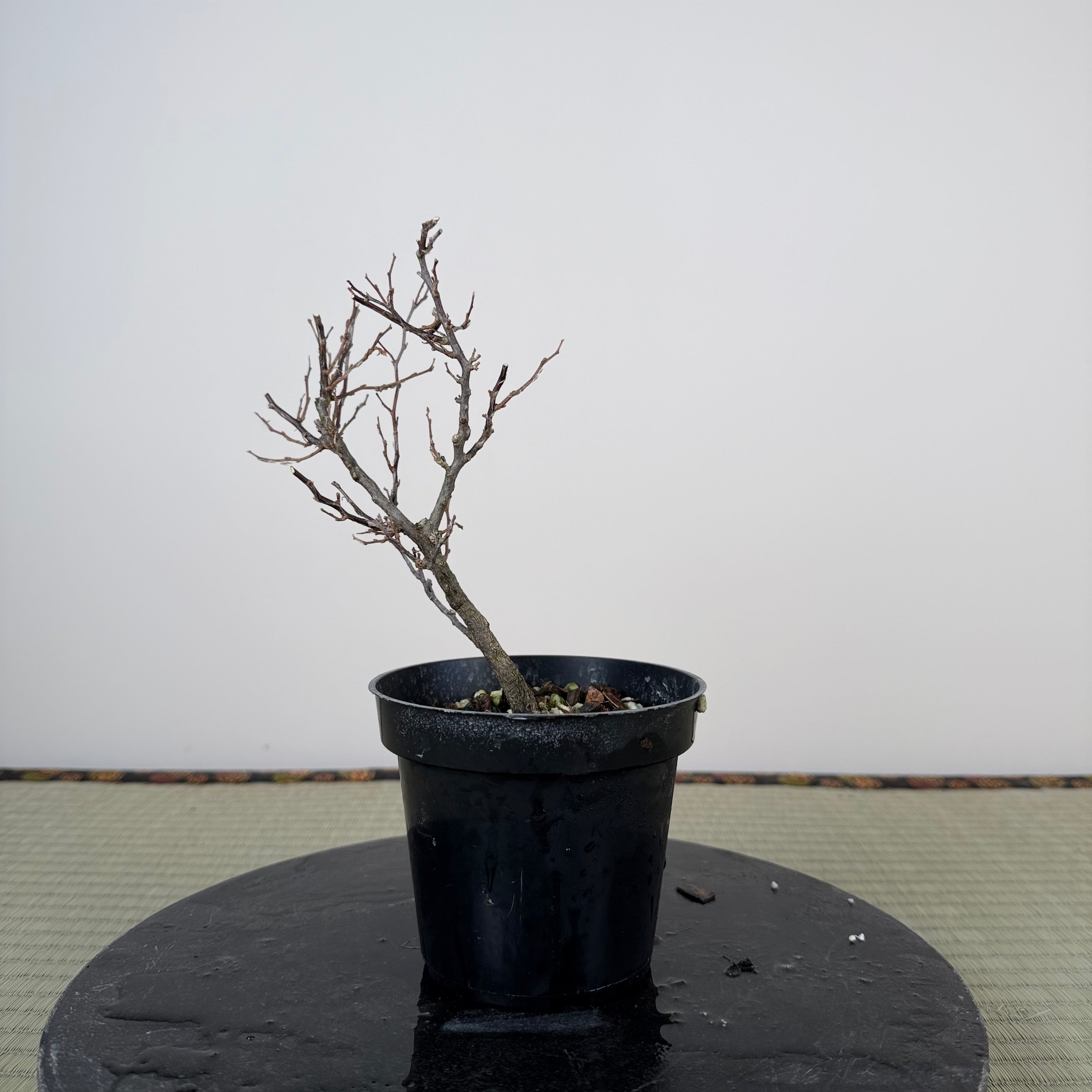 Styrax japonicus (red flower)