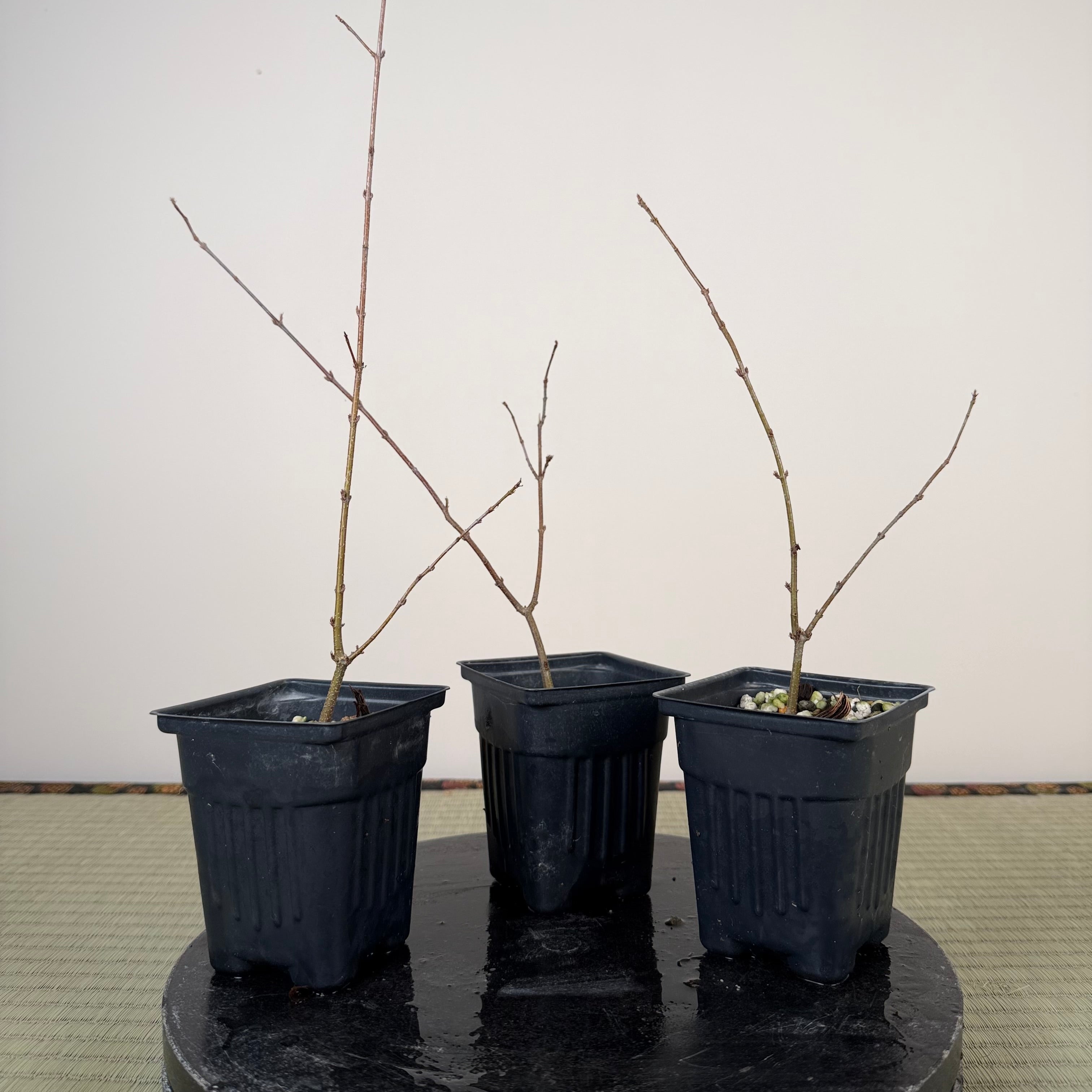 Styrax japonicus (white flower)