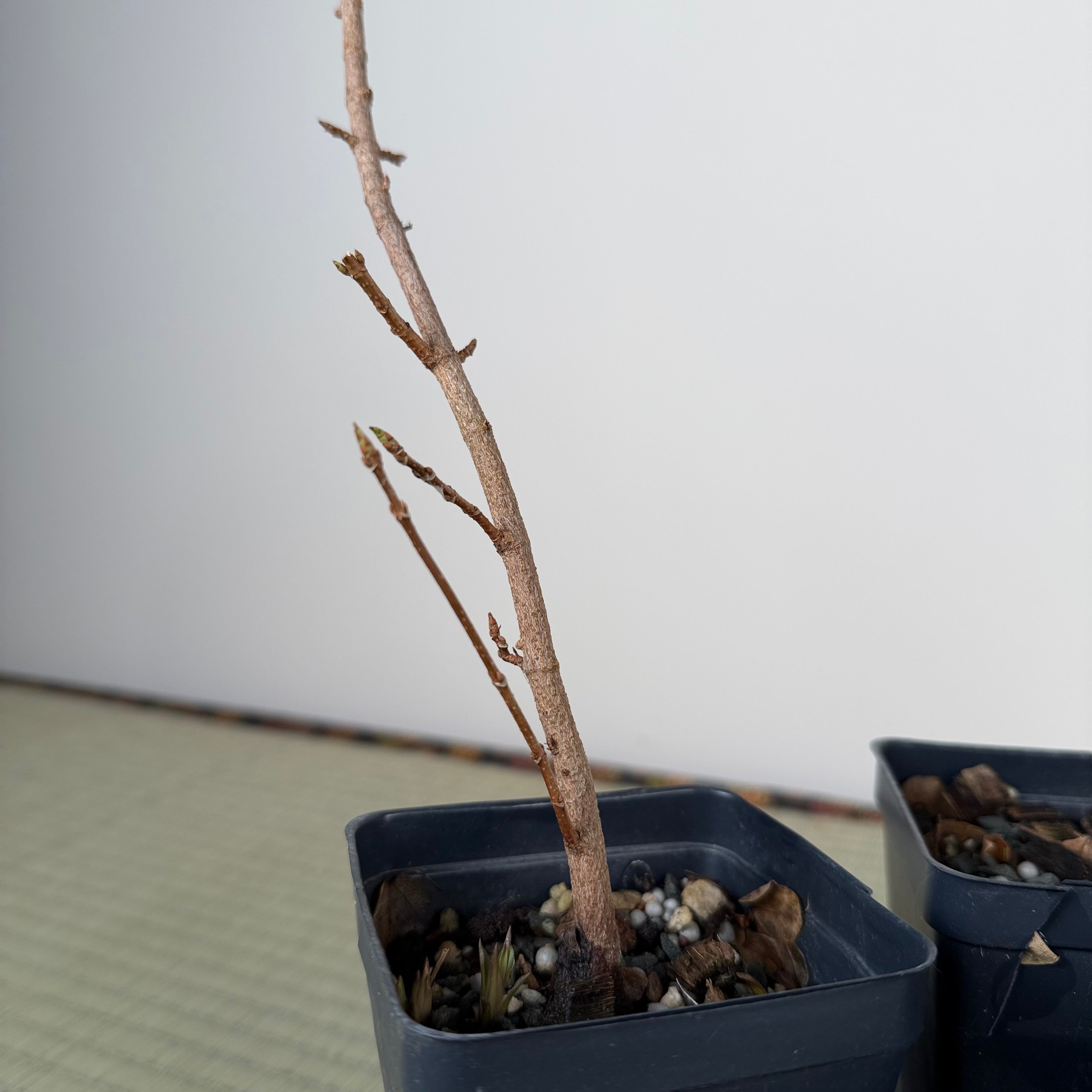 Acer buergerianum (standard)