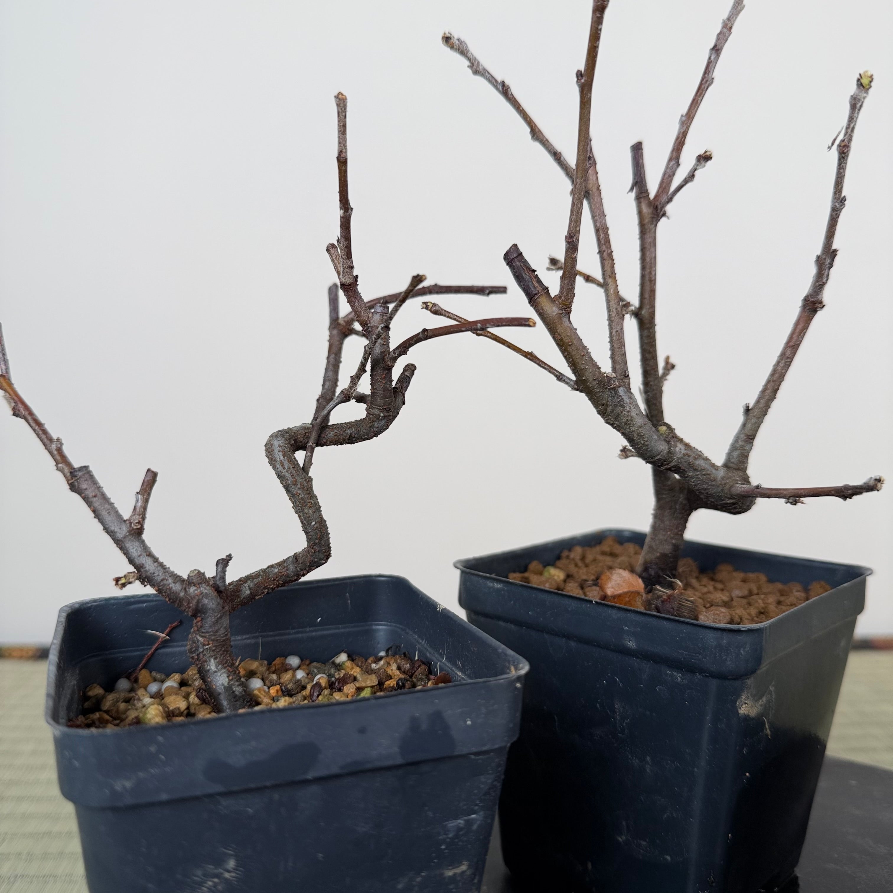 Pseudocydonia sinensis (souche naine)