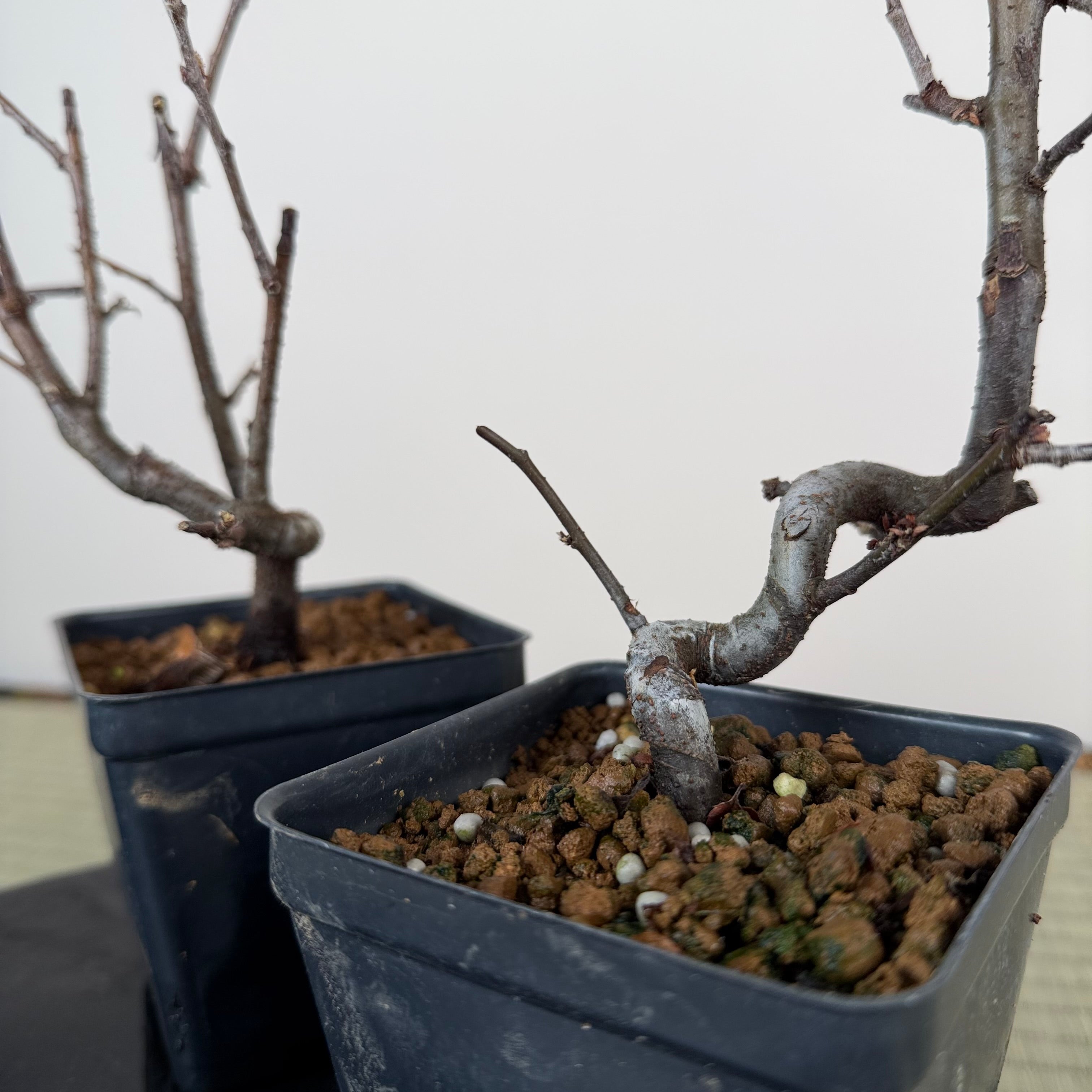 Pseudocydonia sinensis (souche naine)