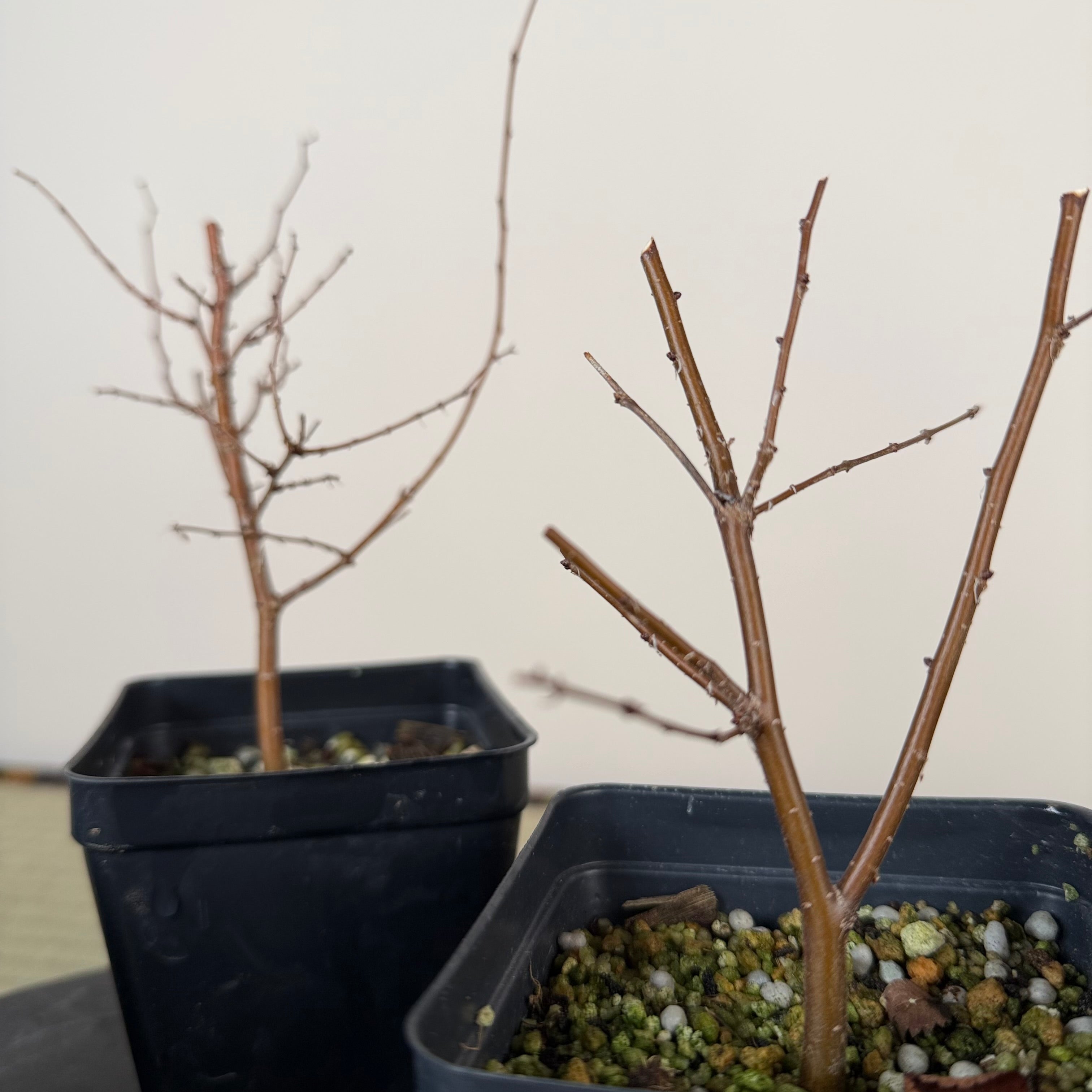 Zelkova serrata (younger)