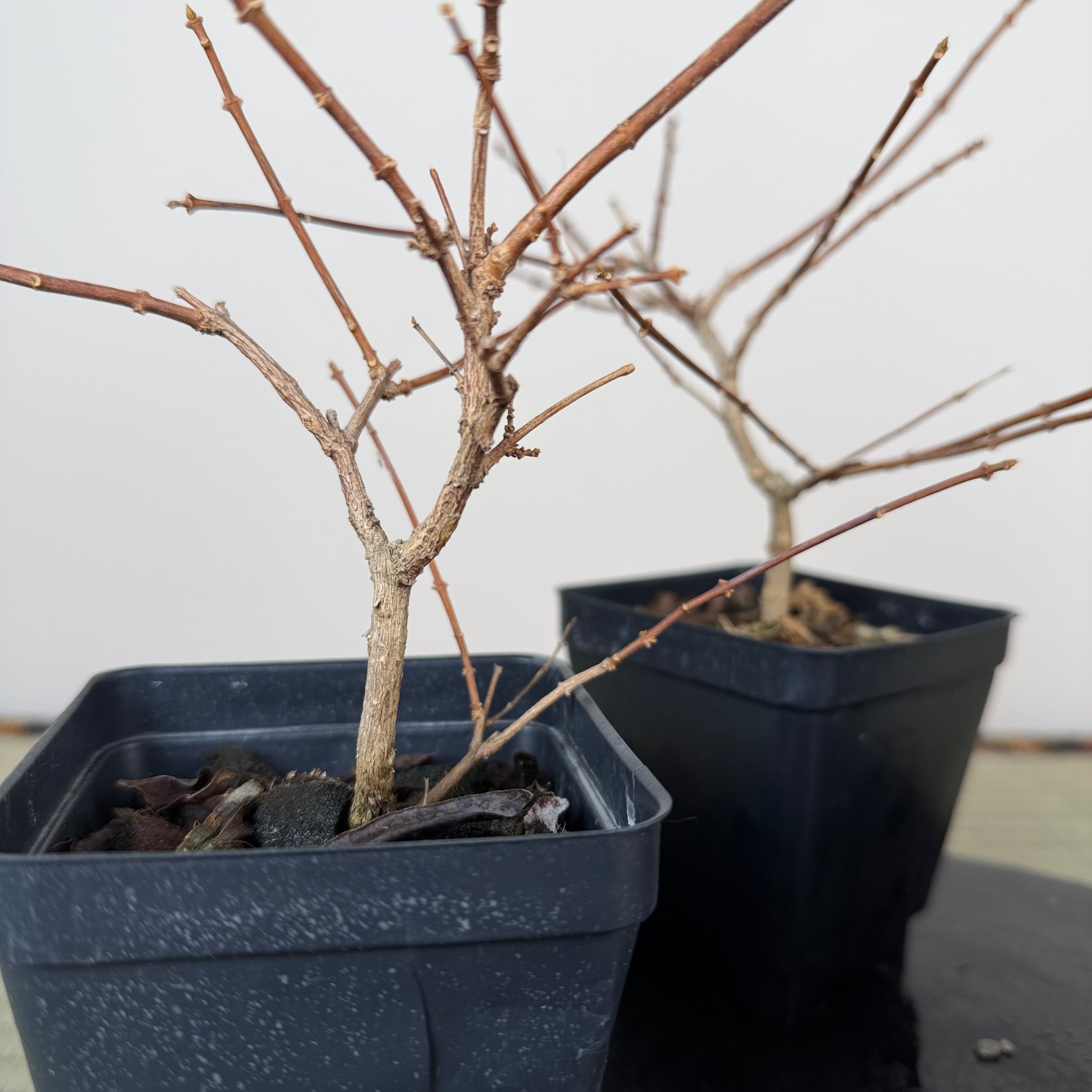 Premna japonica (boutures racinées)