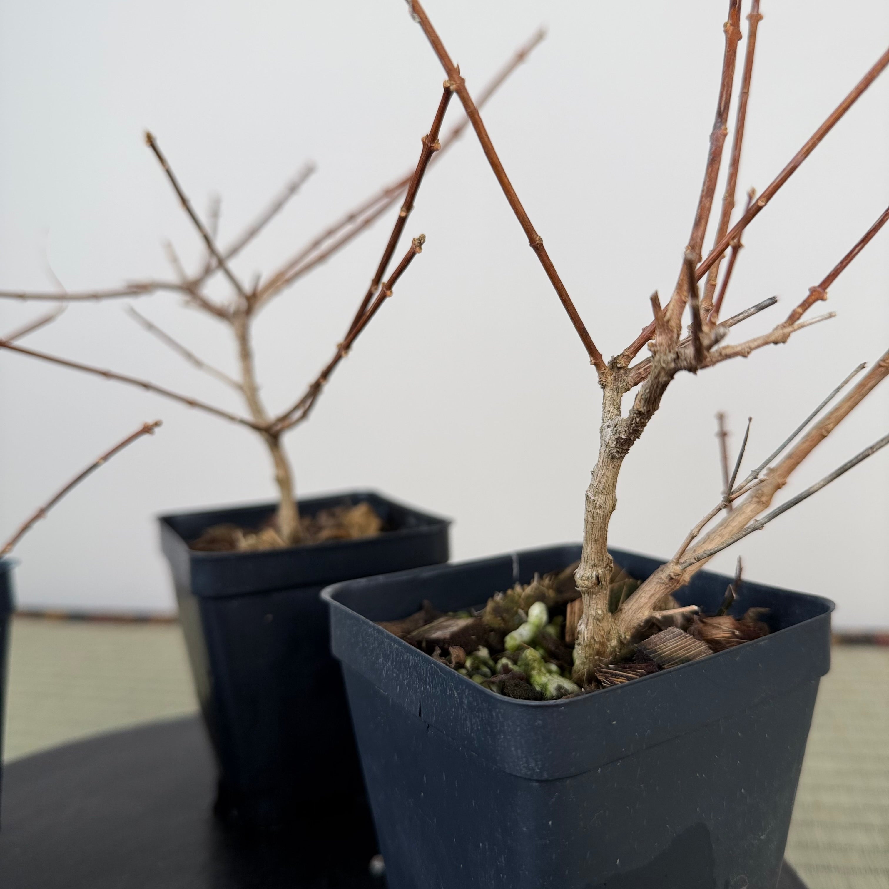 Premna japonica (boutures racinées)