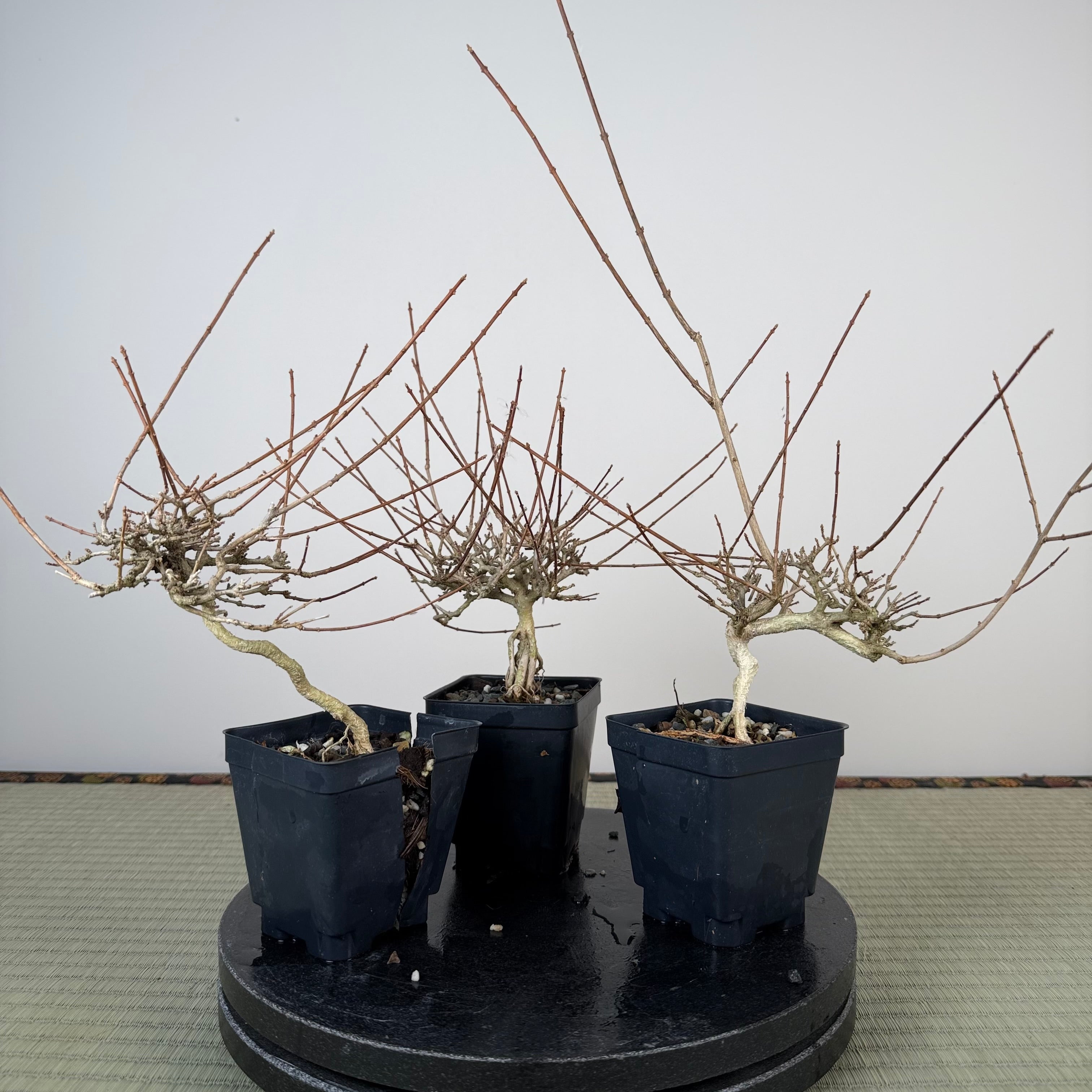 Premna japonica (boutures racinées)