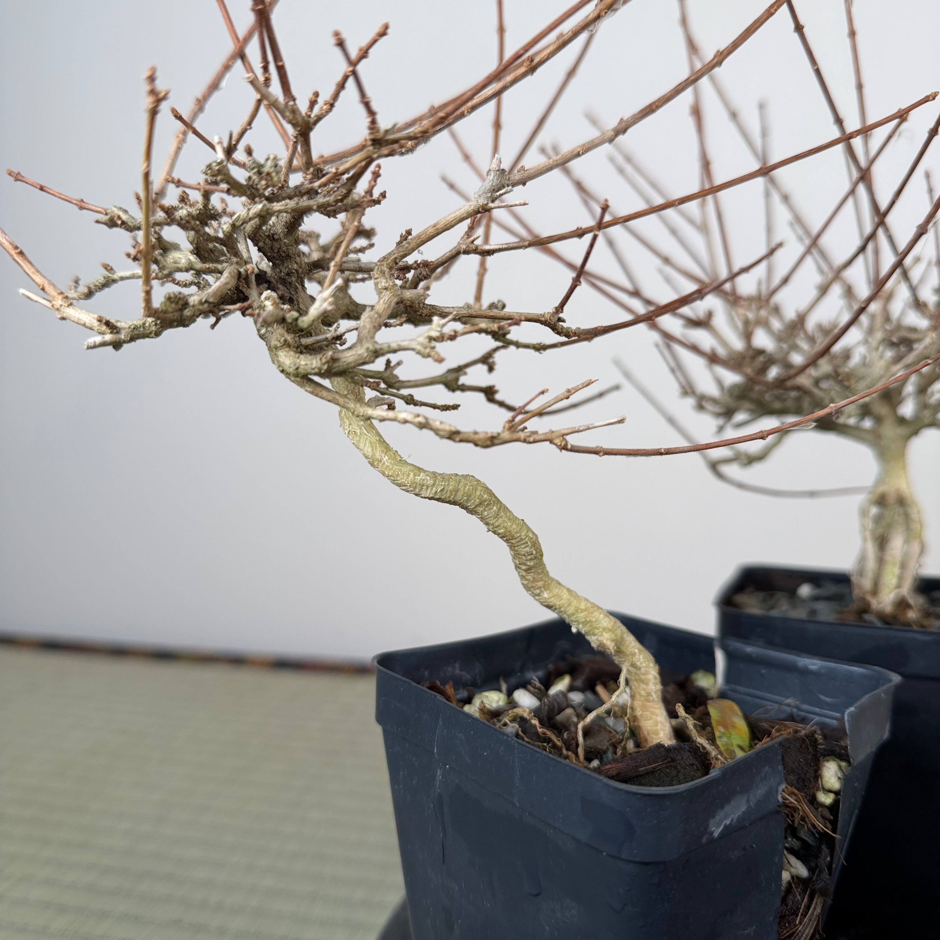 Premna japonica (boutures racinées)