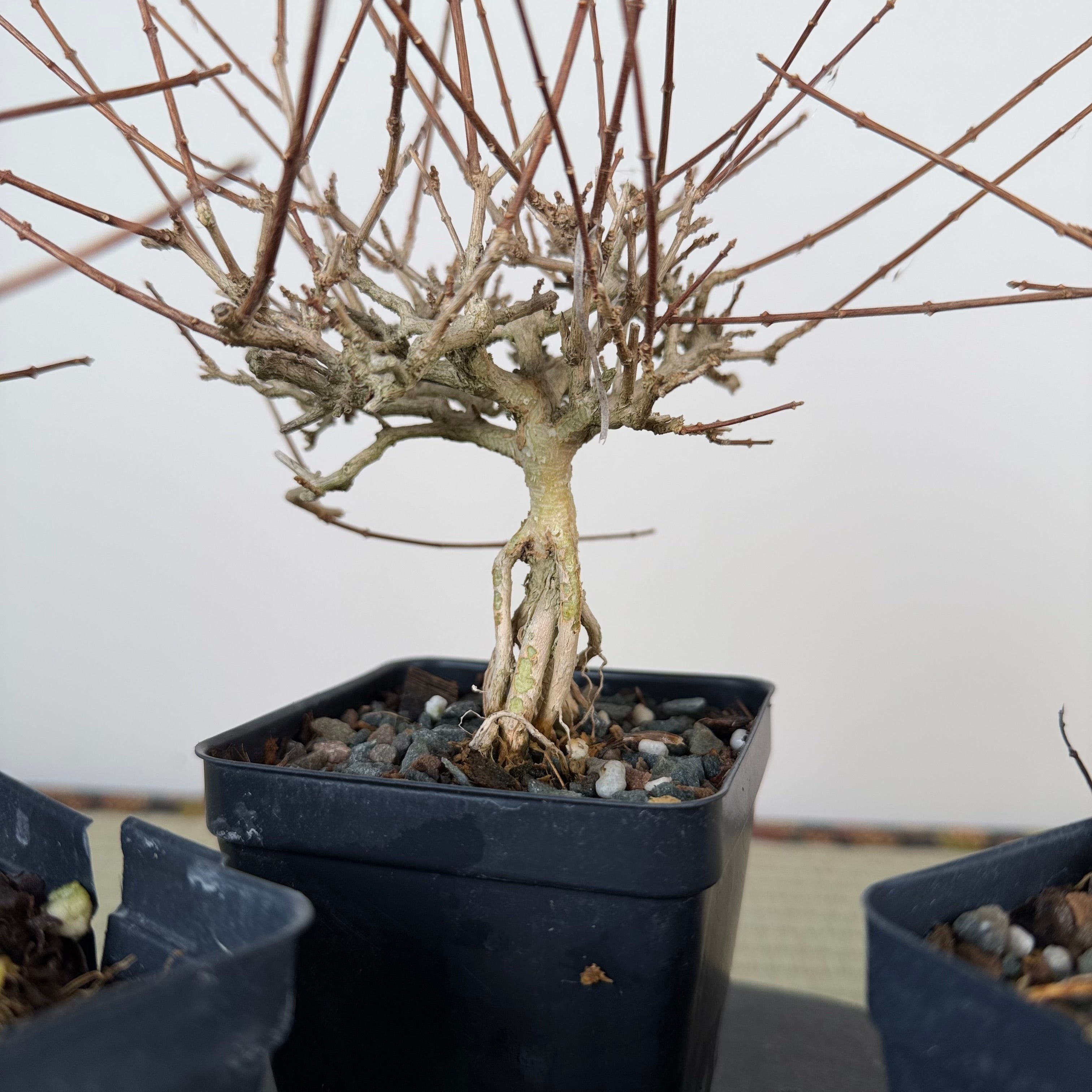 Premna japonica (boutures racinées)