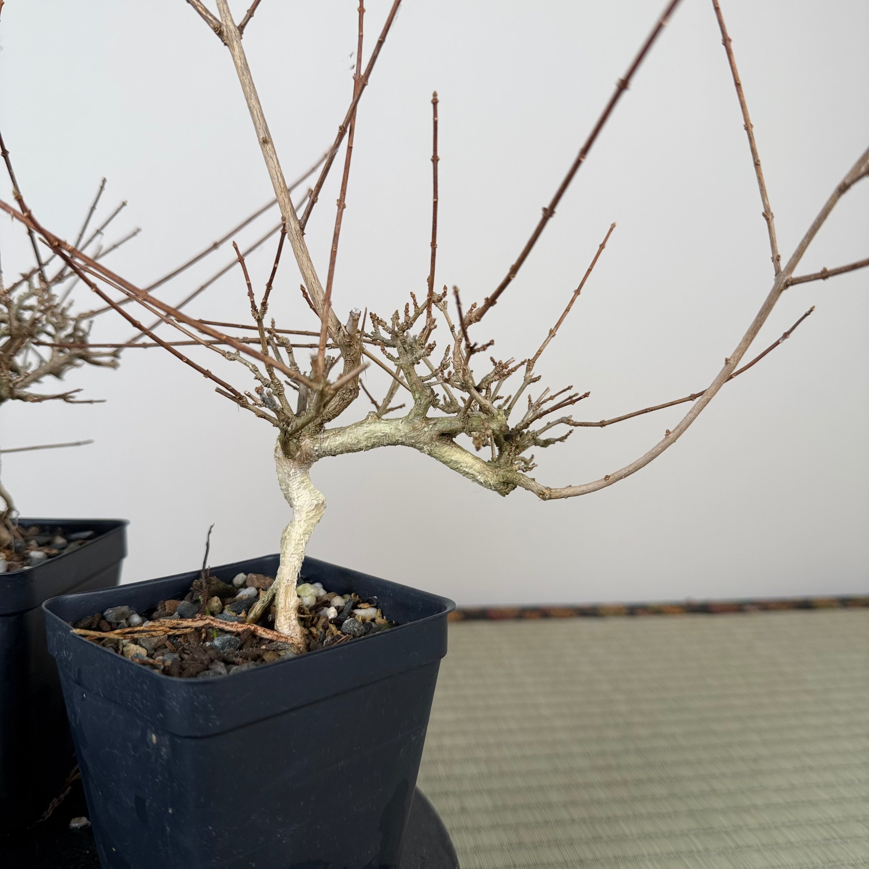 Premna japonica (boutures racinées)