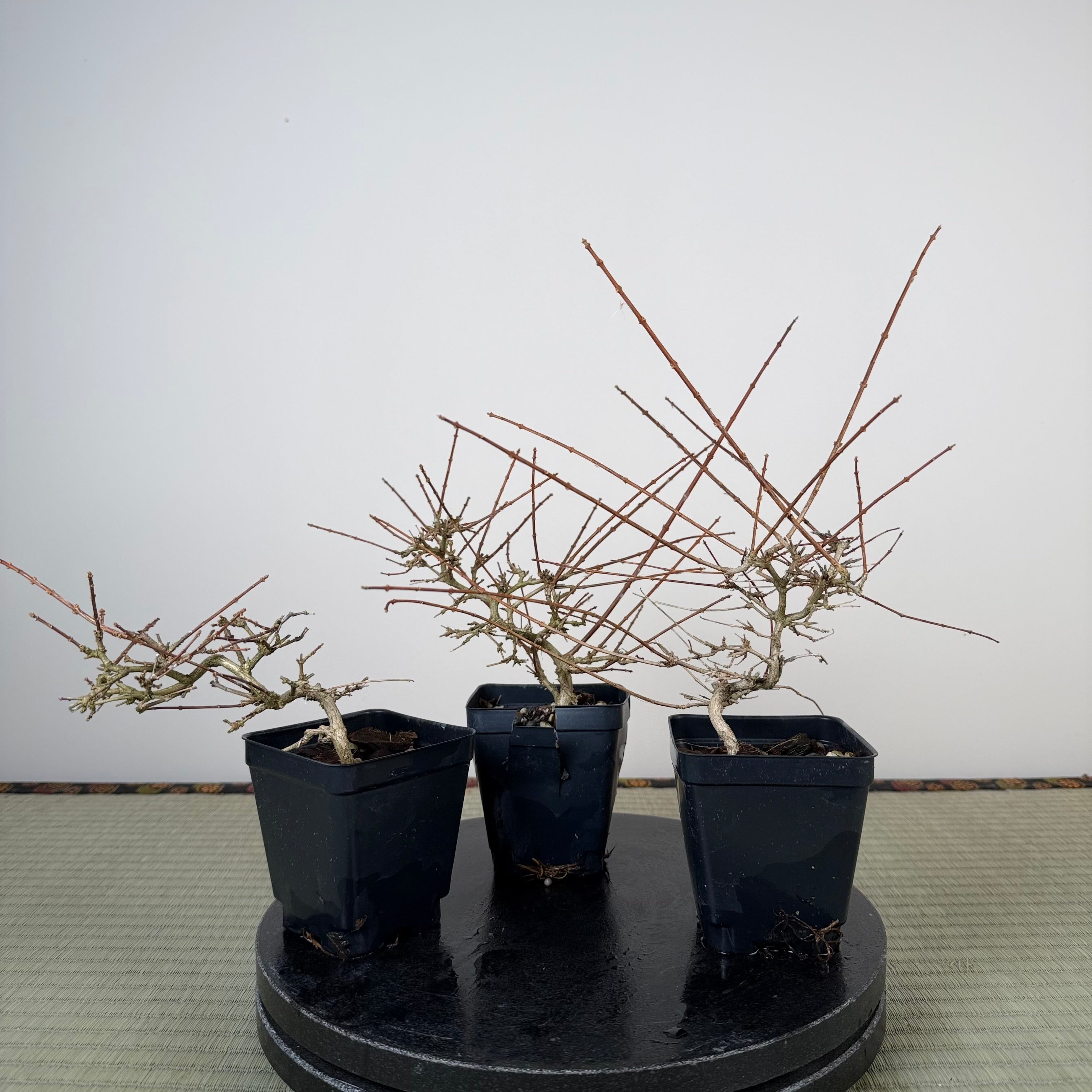 Premna japonica (boutures racinées)