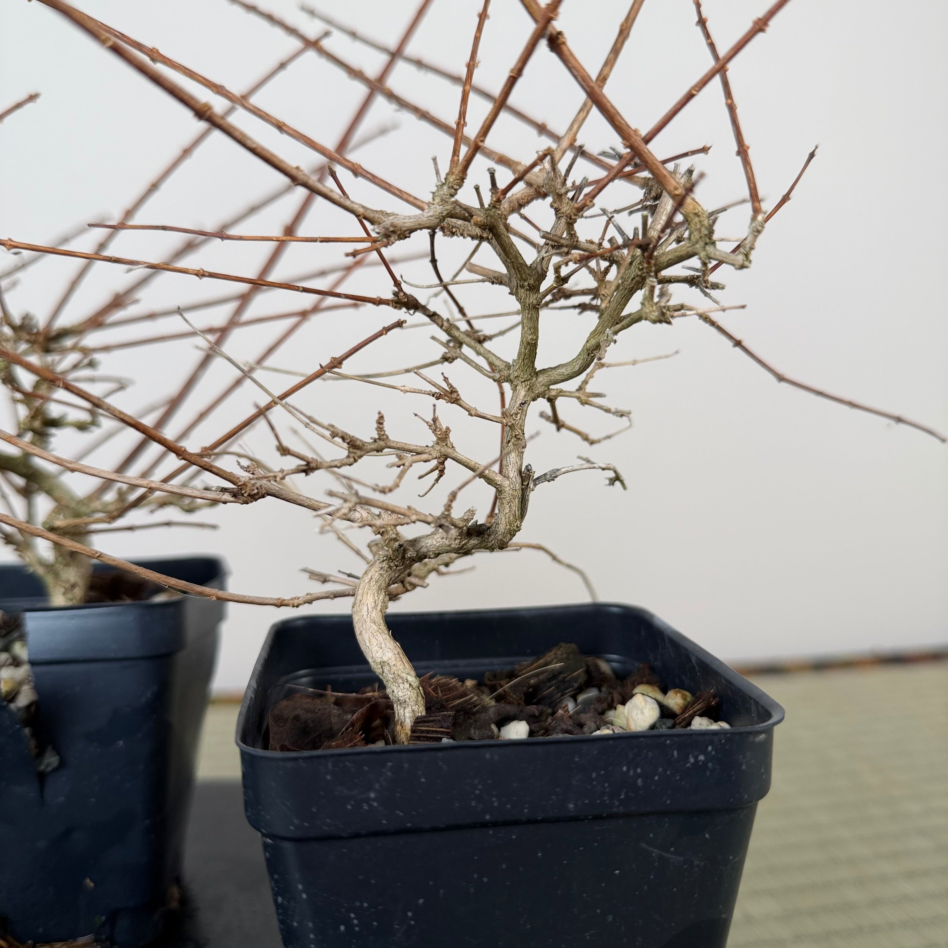 Premna japonica (boutures racinées)