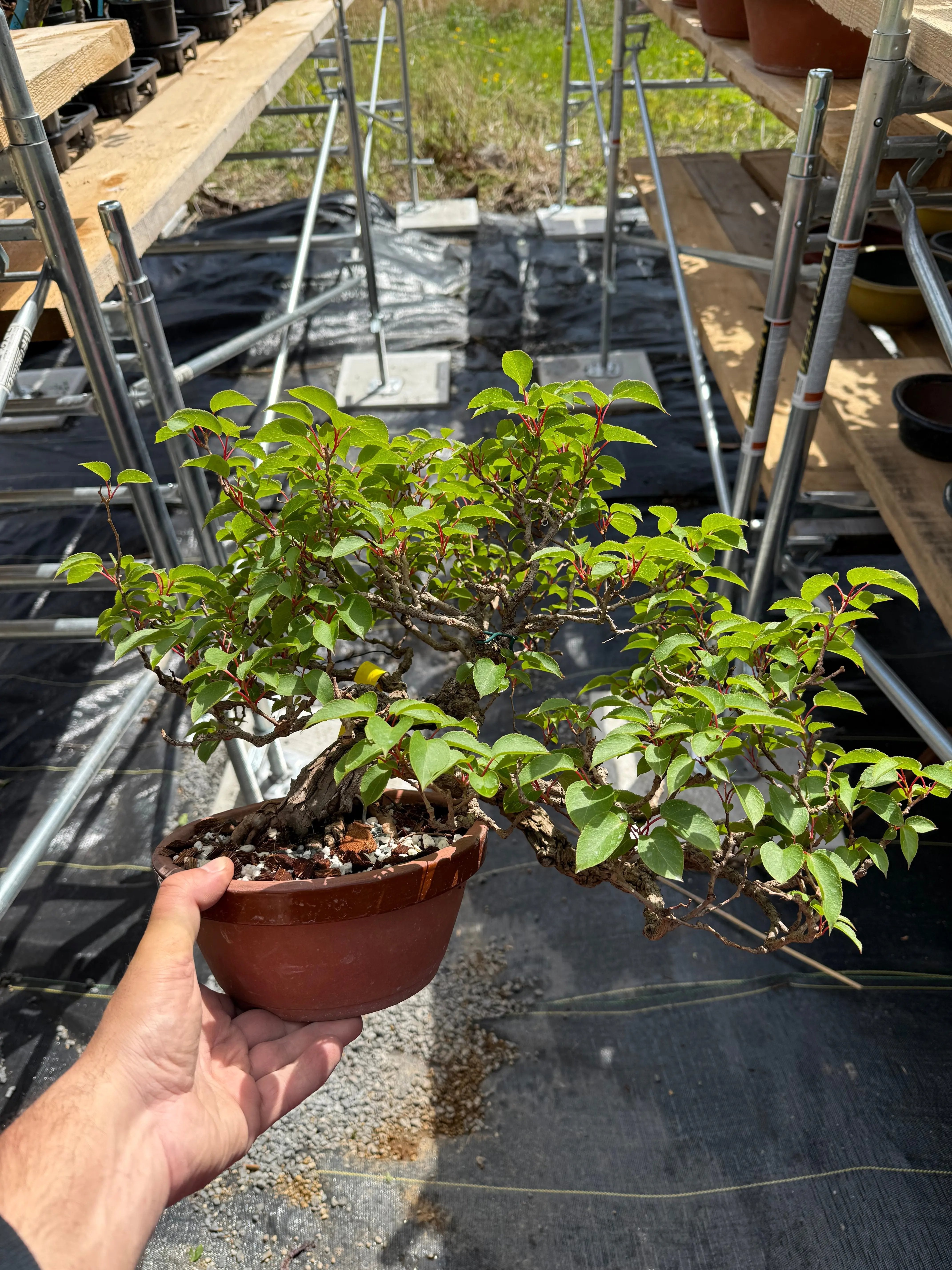 Actinidia arguta Canada Bonsai
