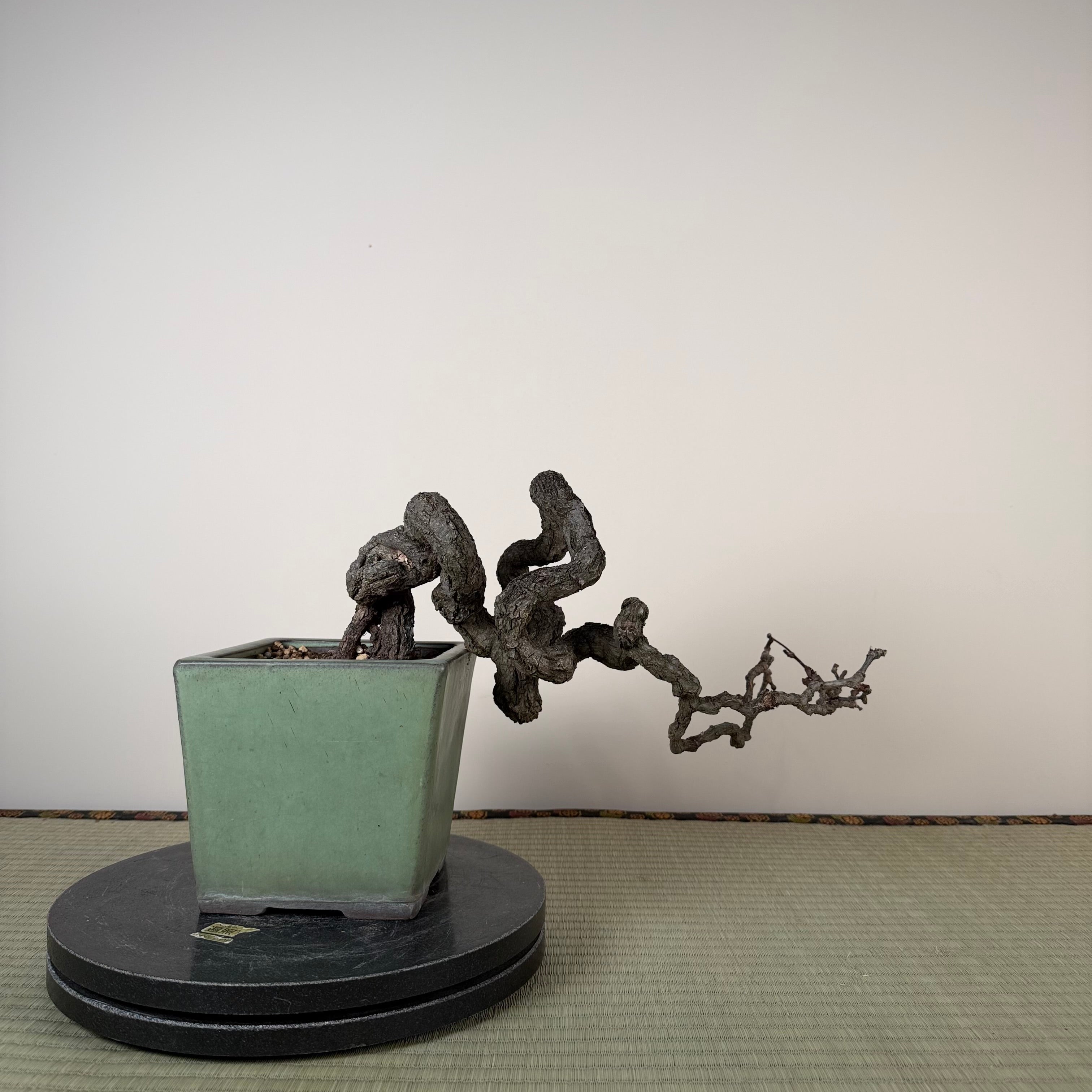 Parthenocissus quinquefolia (Pot antique)