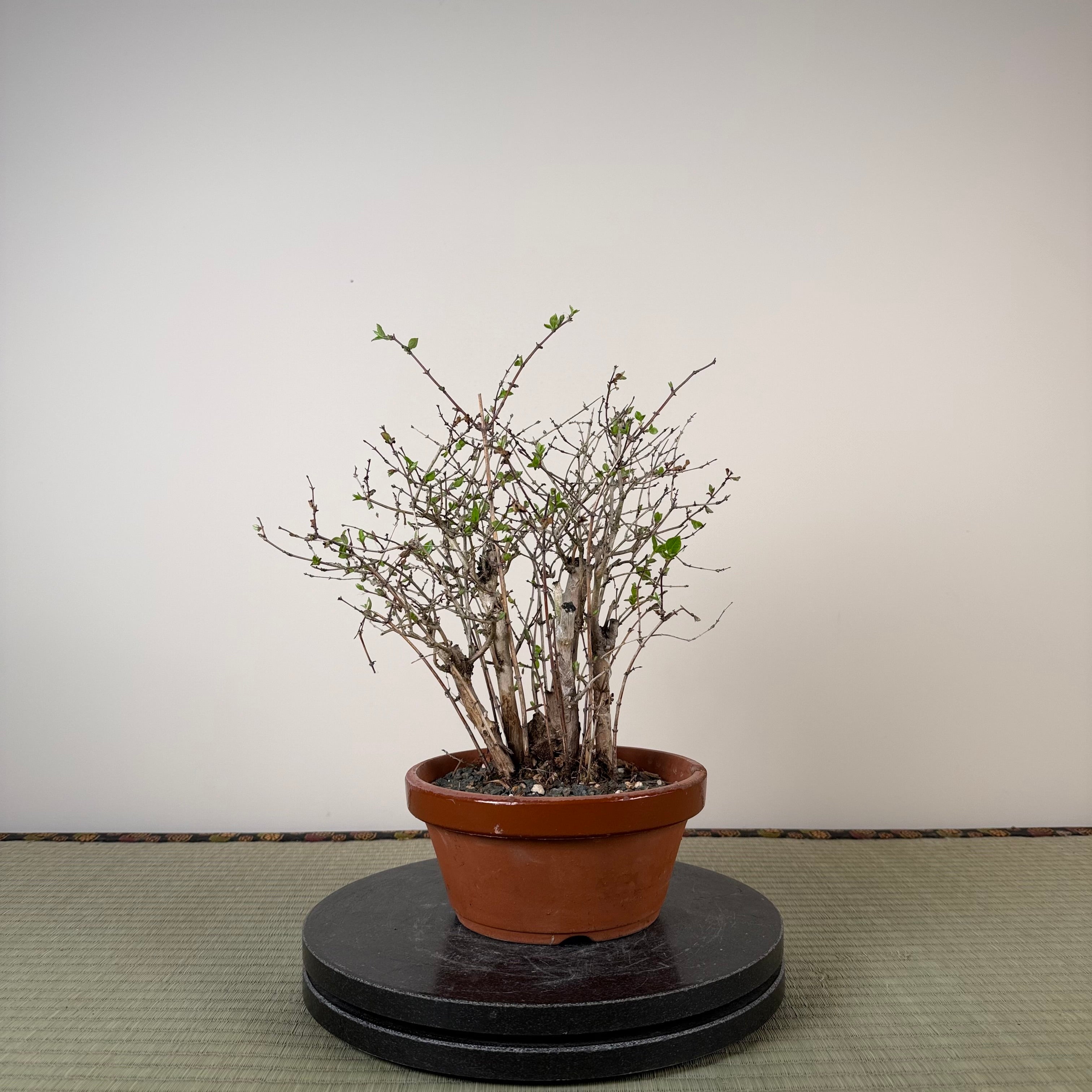 Lonicera gracilipes 'Miyama'