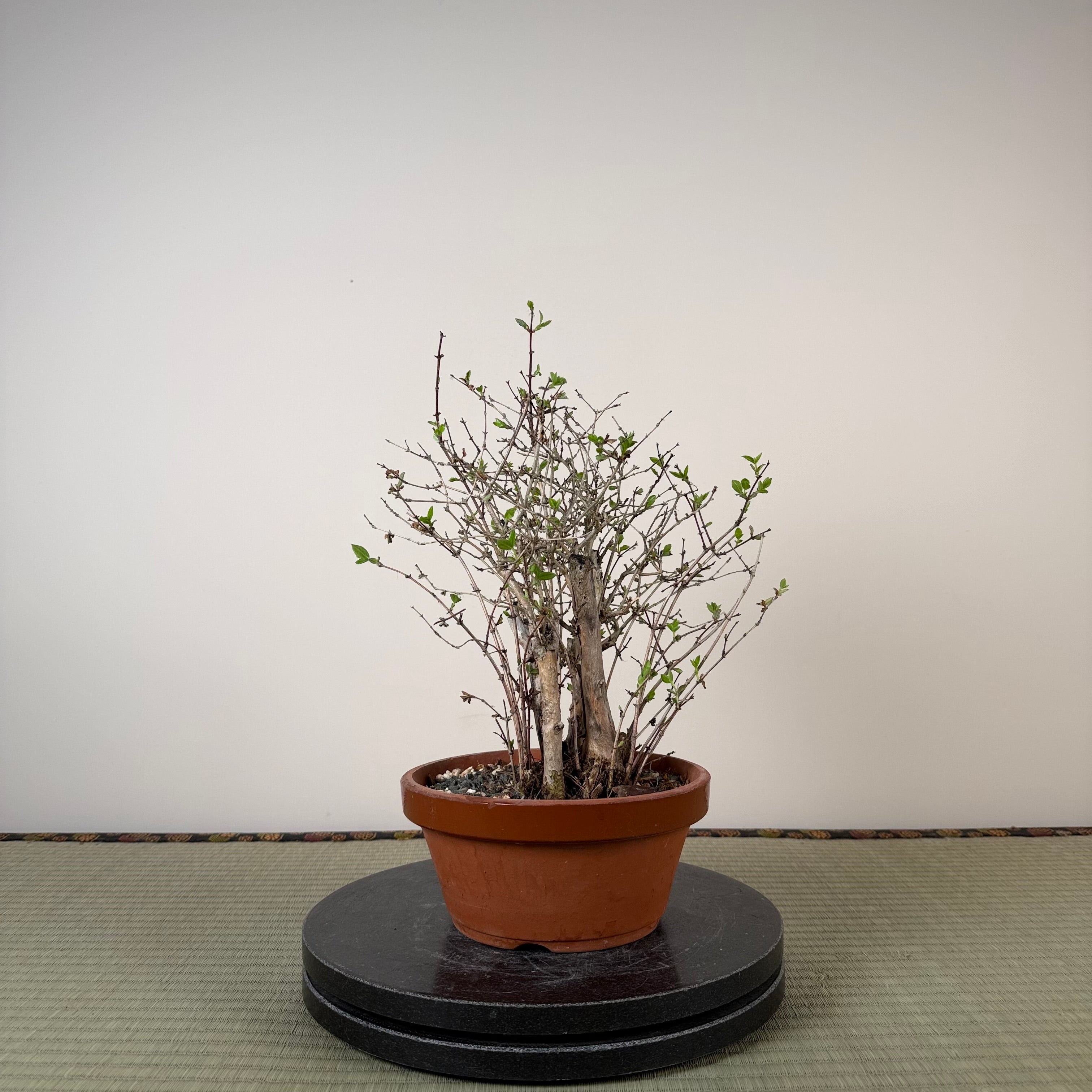 Lonicera gracilipes 'Miyama'