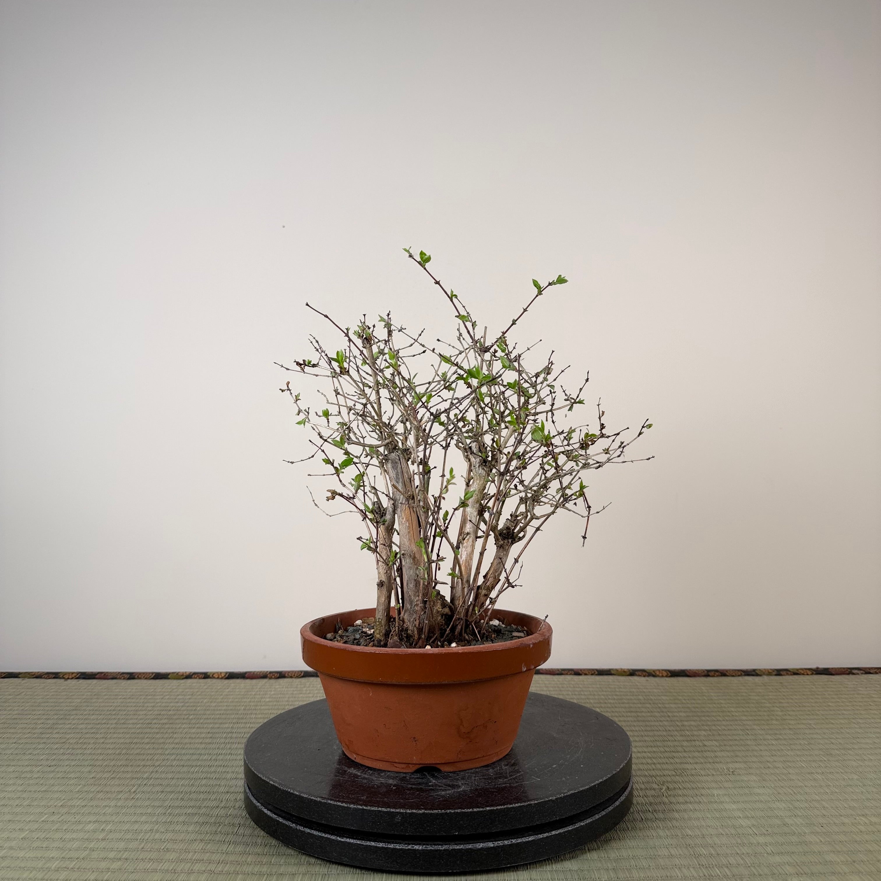 Lonicera gracilipes 'Miyama'