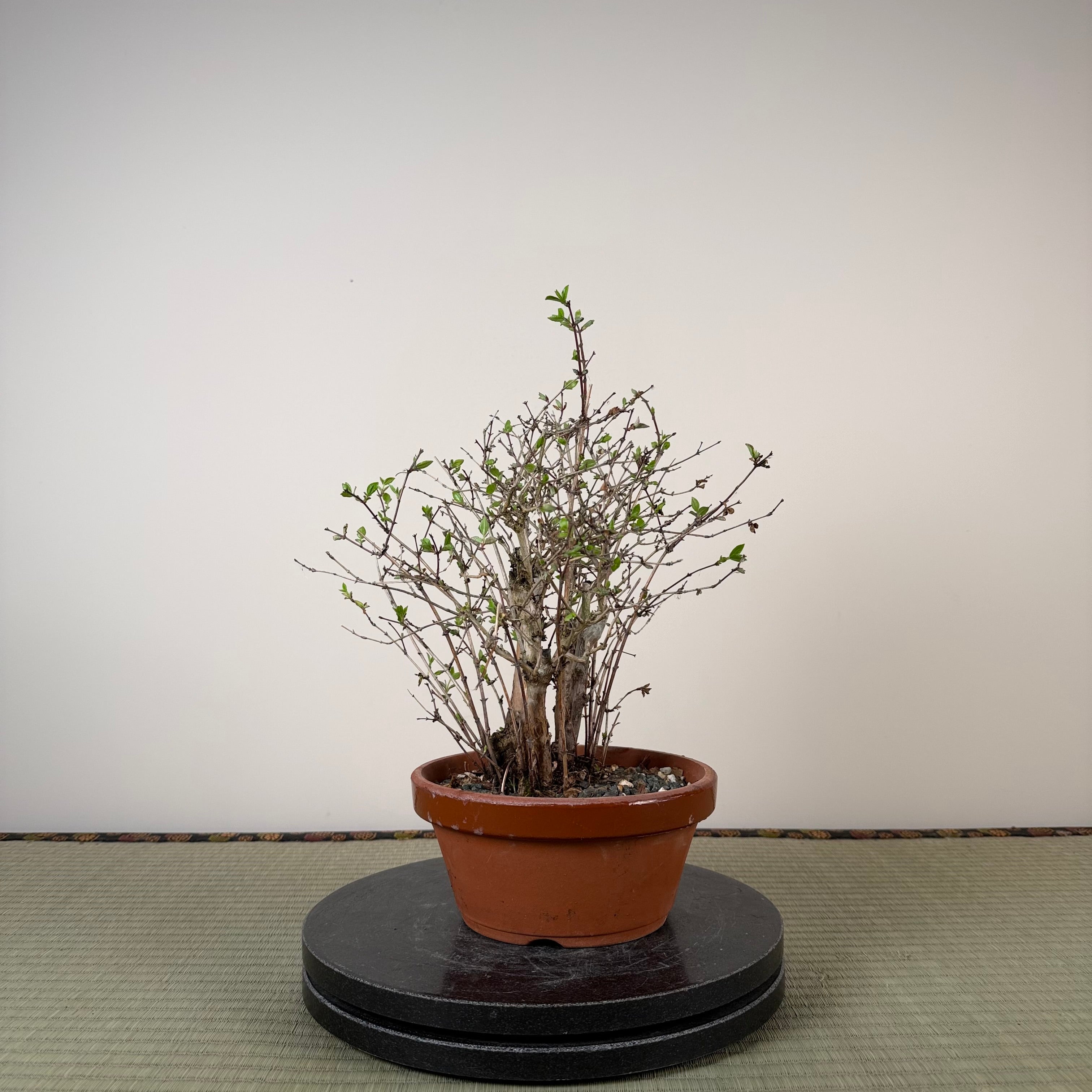 Lonicera gracilipes 'Miyama'