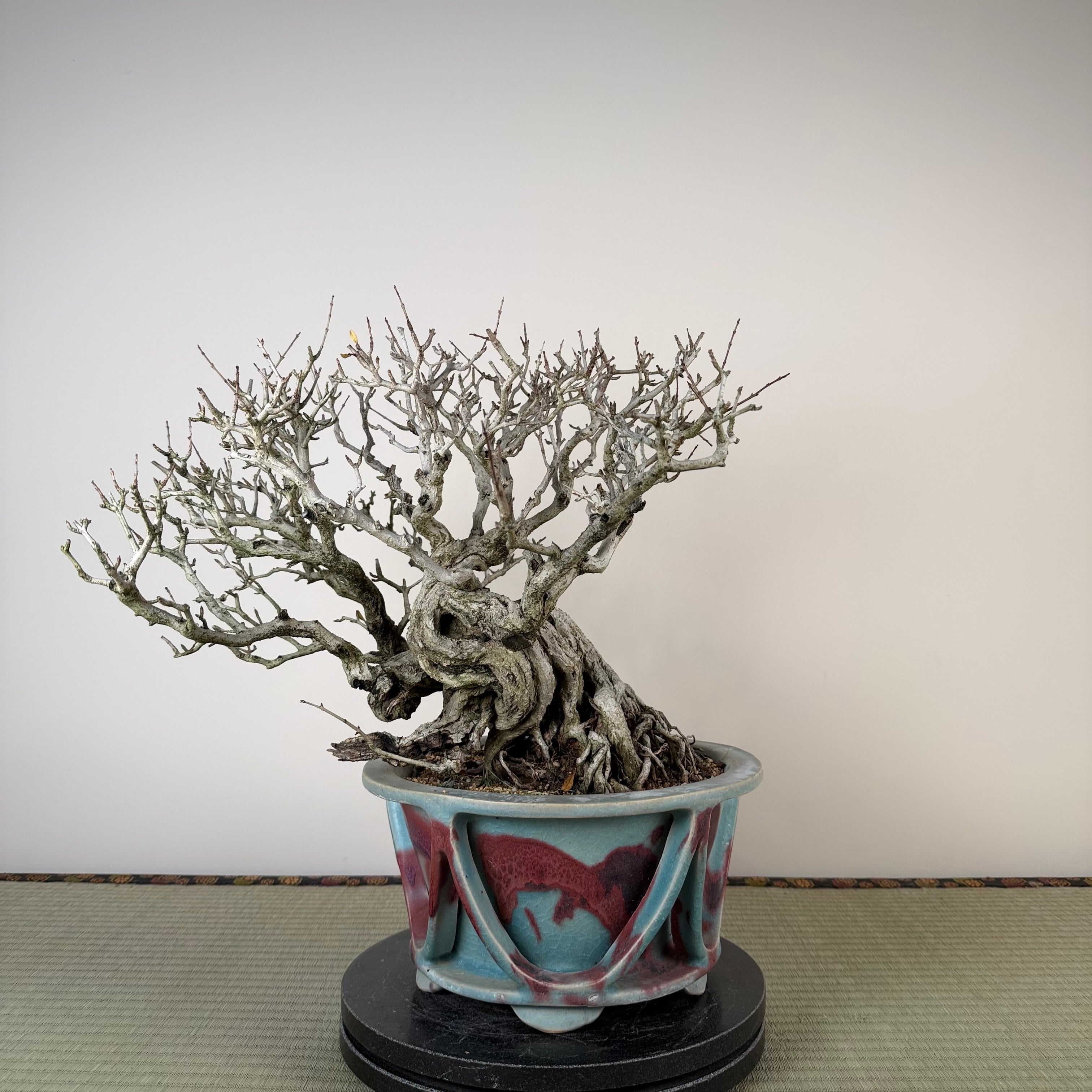 Punica granatum 25e anniversaire Gafu-ten