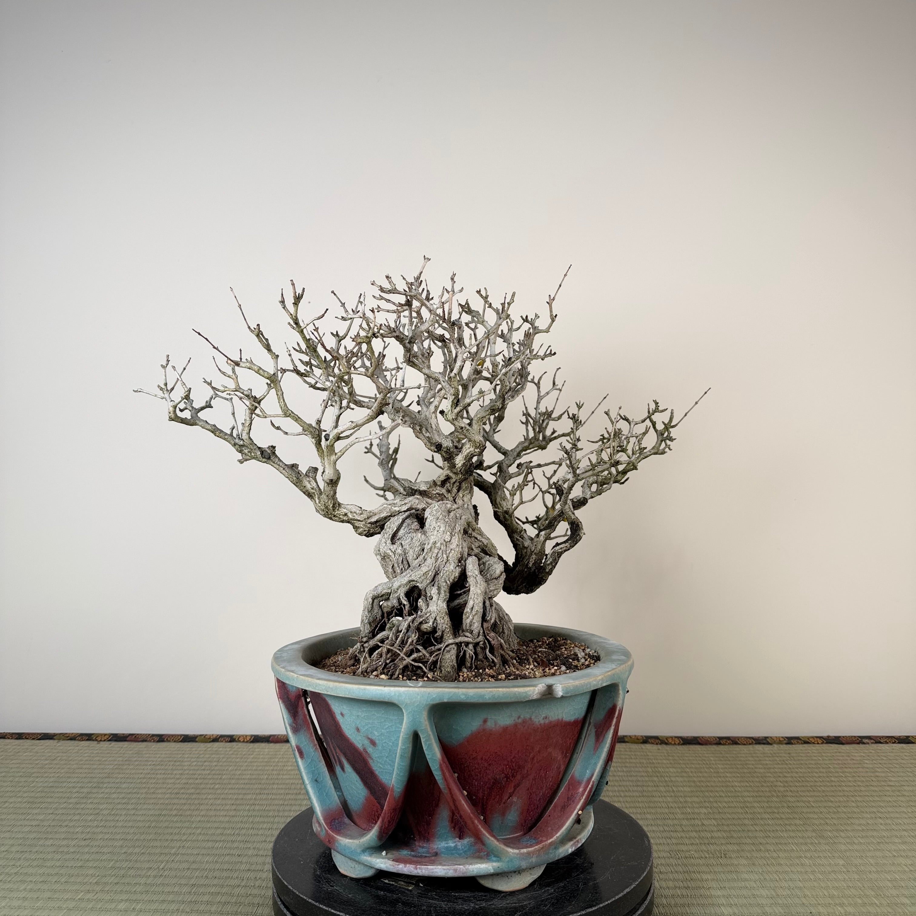 Punica granatum 25e anniversaire Gafu-ten